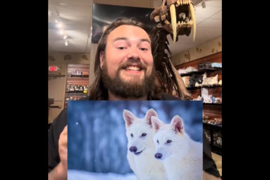 Are Dire Wolves Back from Extinction?