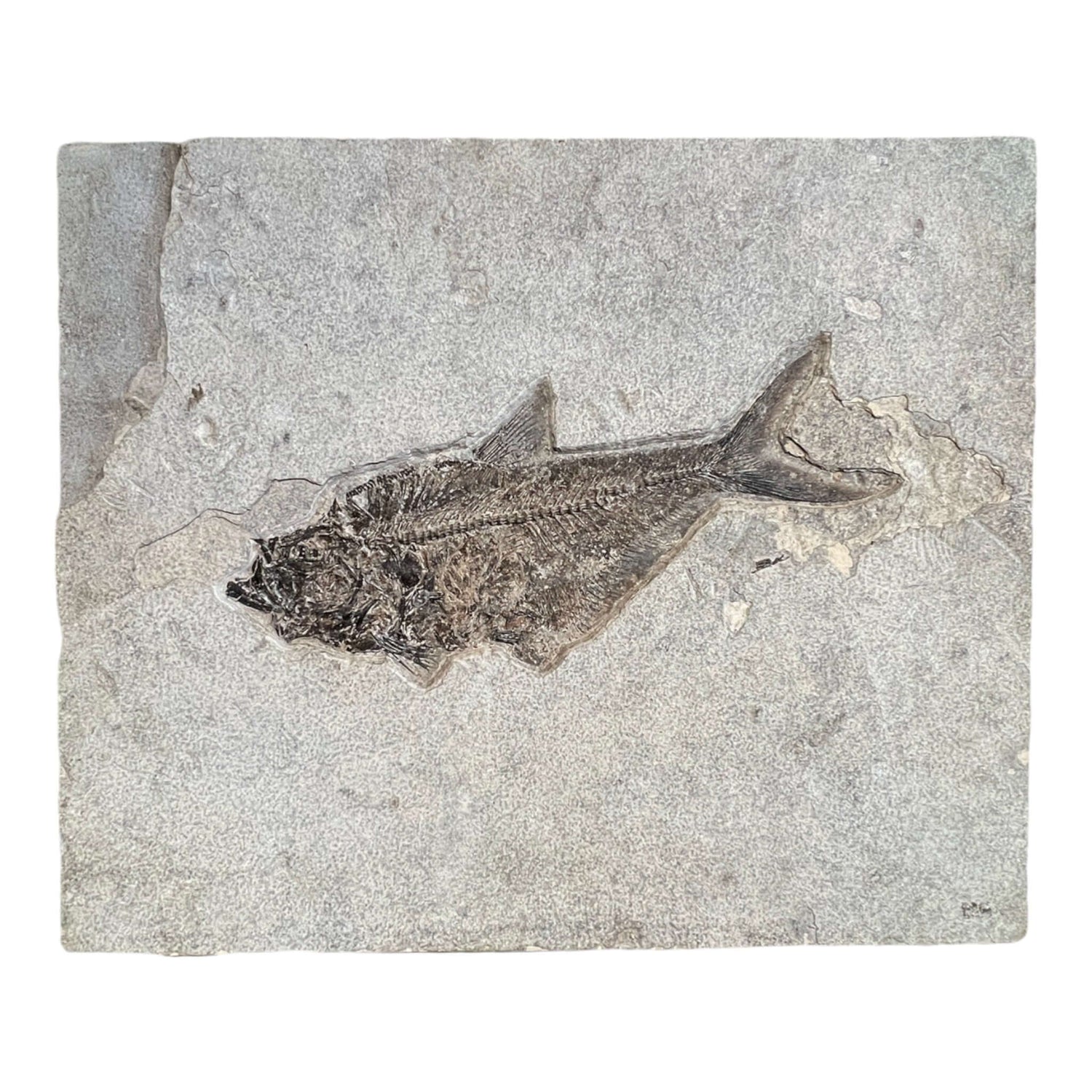 Fish