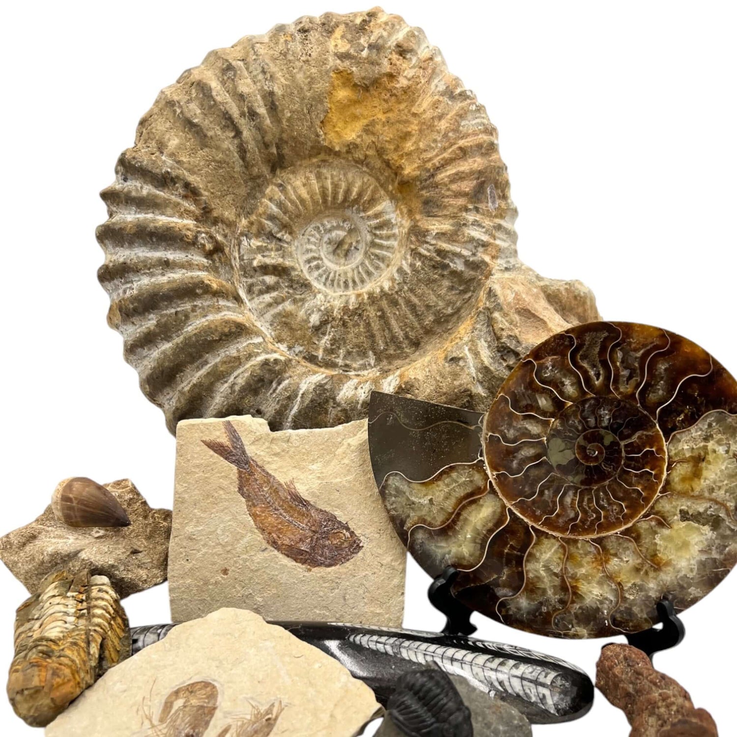 Fossils