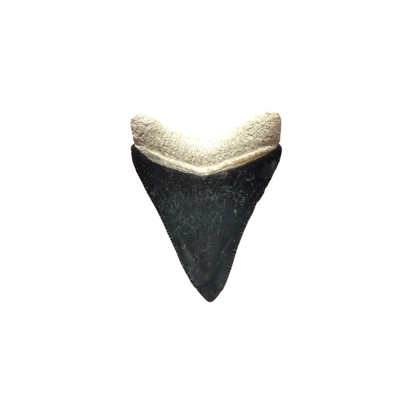 Fossil Shark Tooth (Megalodon Tooth, 2.25")