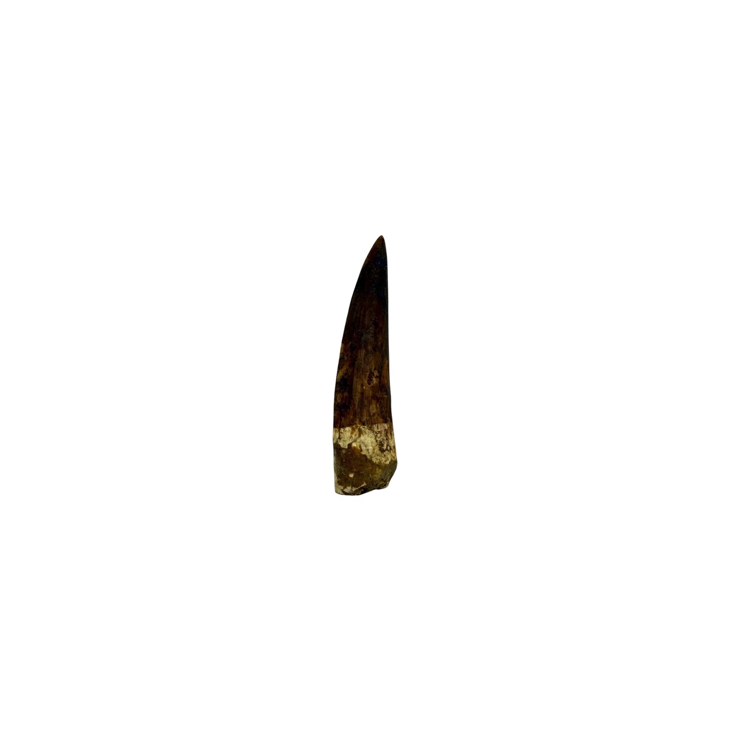 Fossilized Dinosaur Tooth (Restored Spinosaurus)