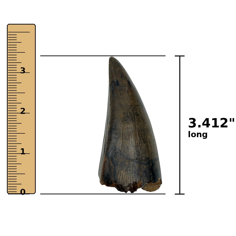 3.412" Tyrannosaurus rex (T-Rex) Tooth