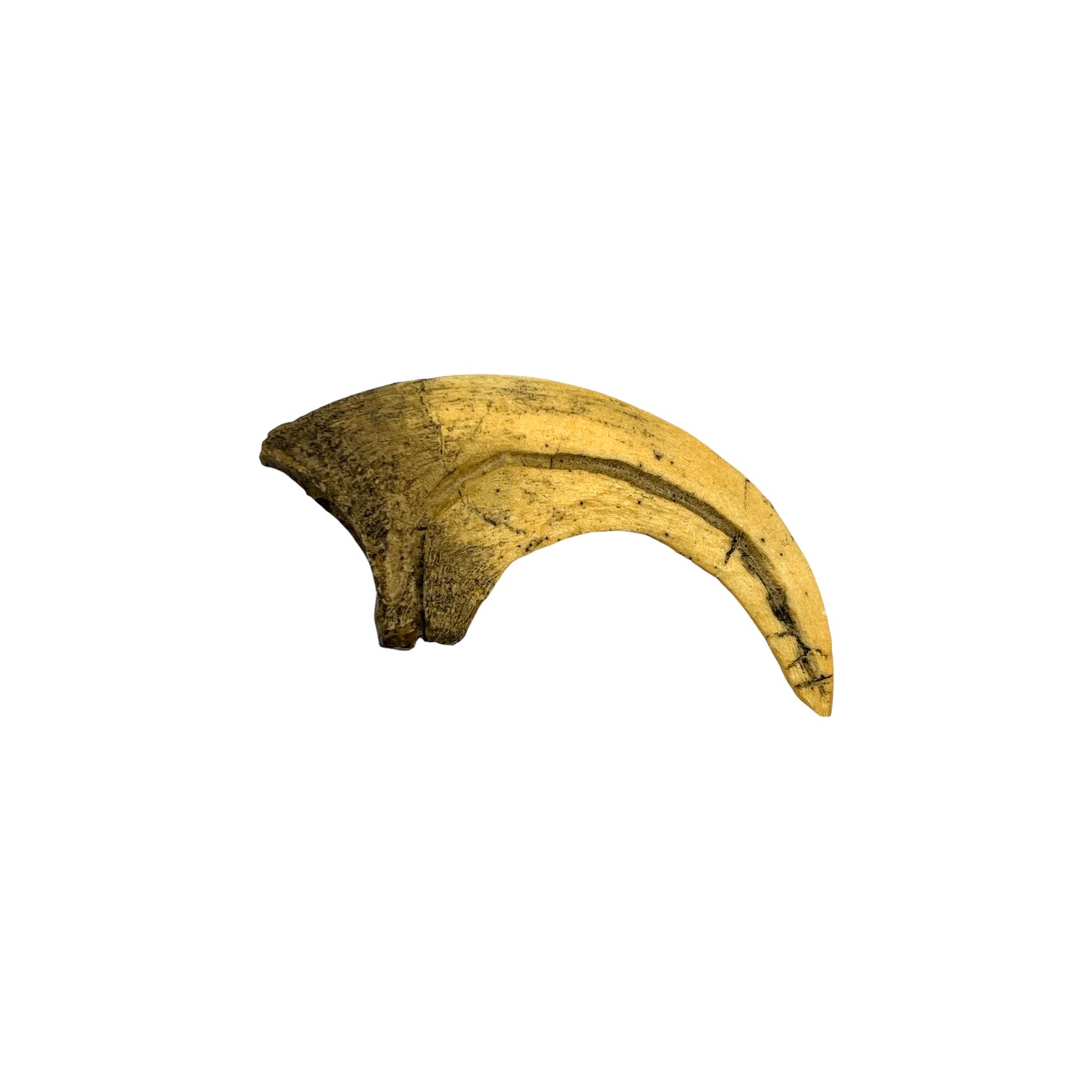 Claw Replica (Deinonychus)