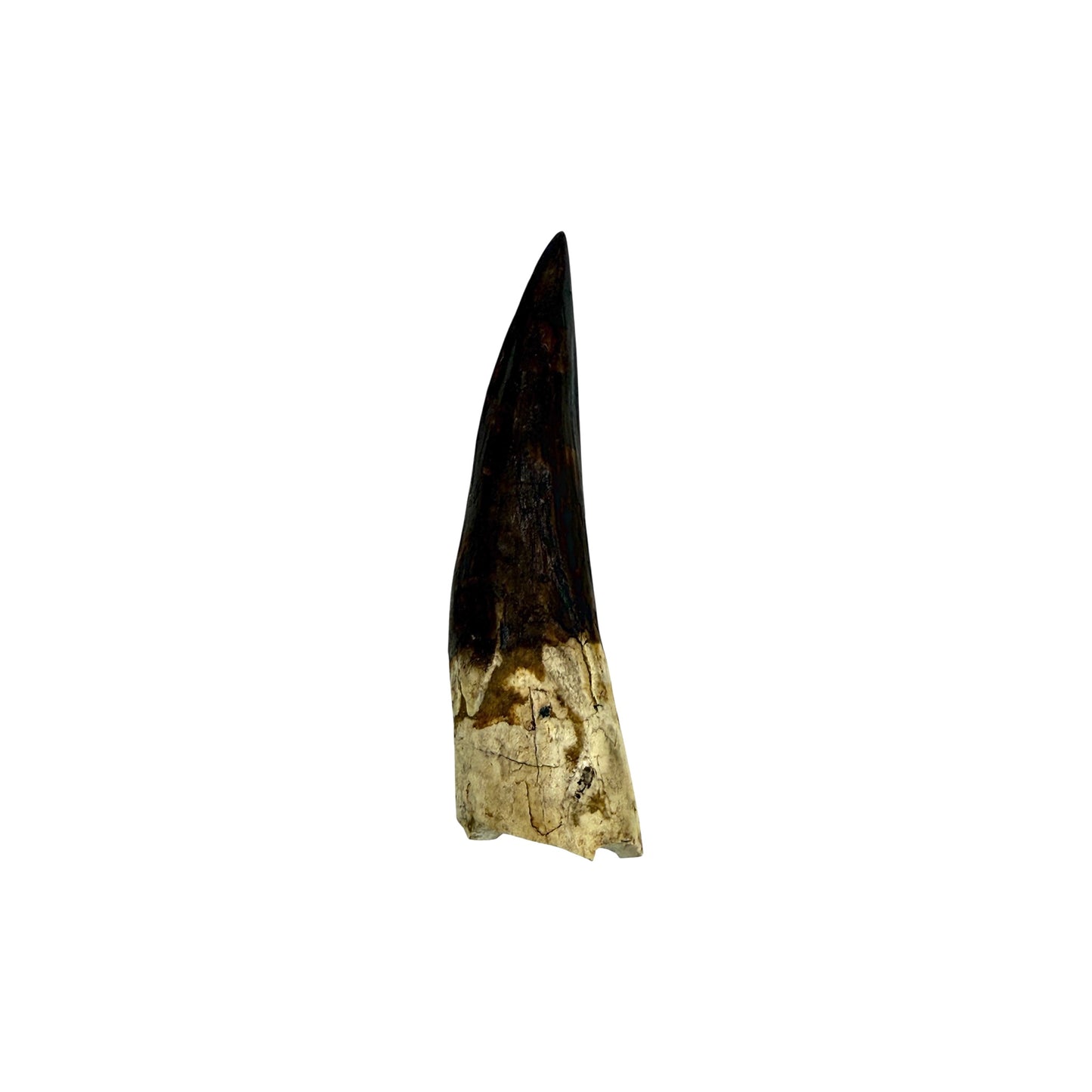 Fossilized Dinosaur Tooth (Restored Spinosaurus)