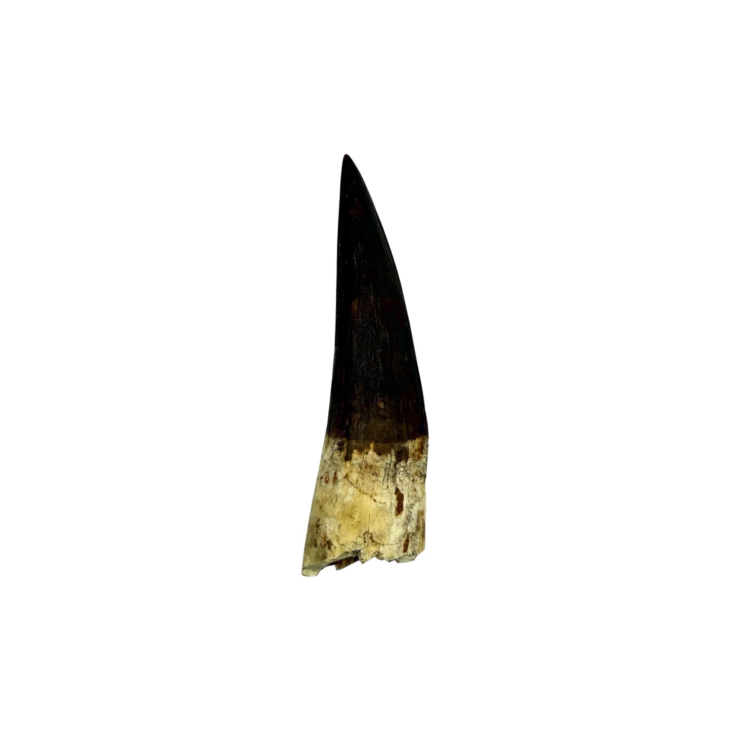 Fossilized Dinosaur Tooth (Restored Spinosaurus)