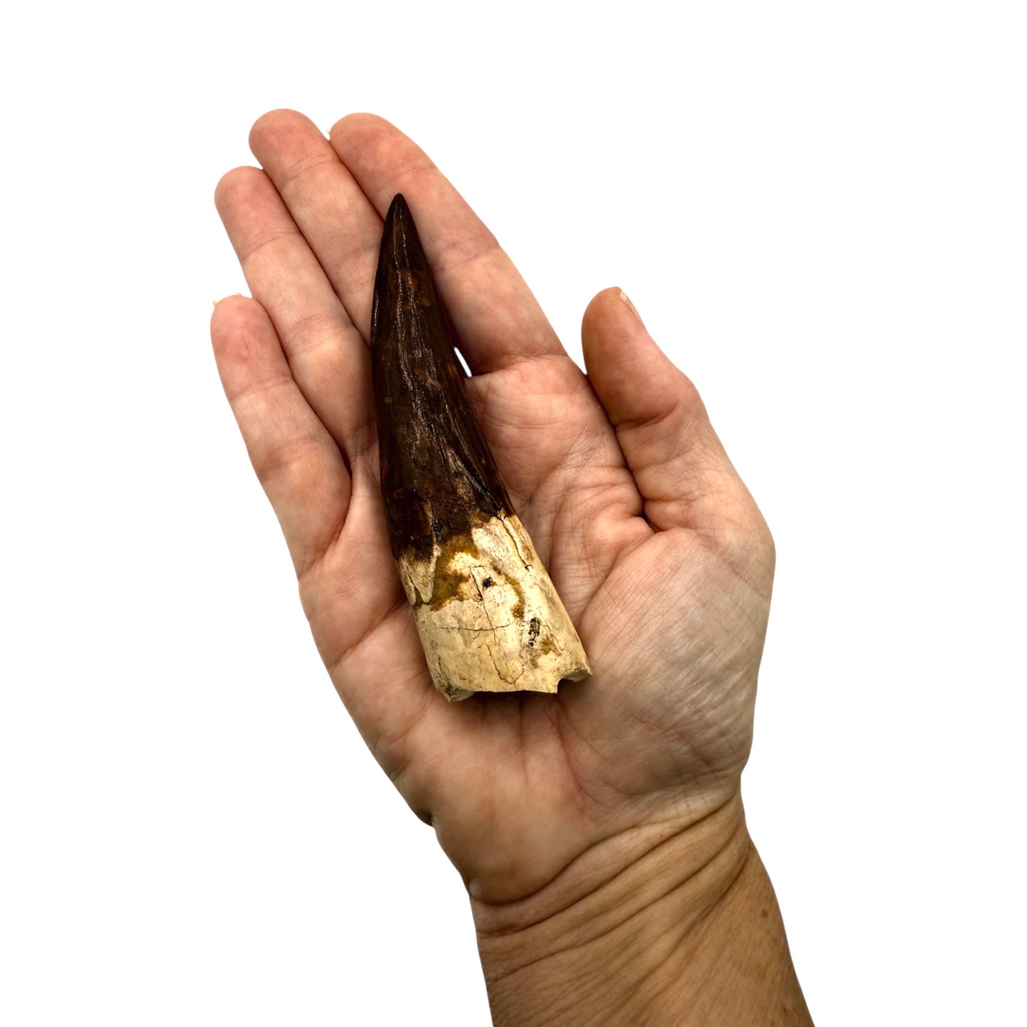 Fossilized Dinosaur Tooth (Restored Spinosaurus)