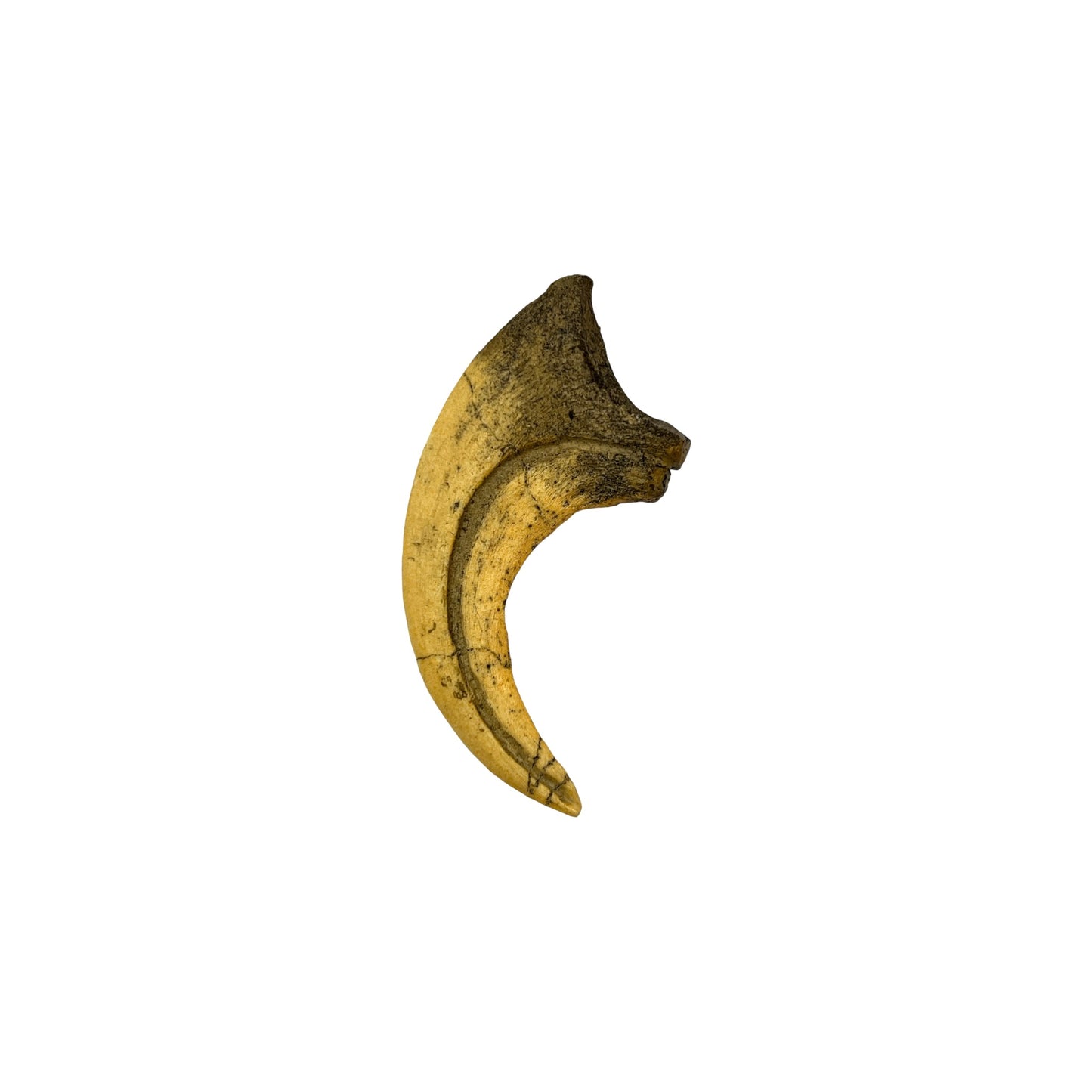 Claw Replica (Deinonychus)