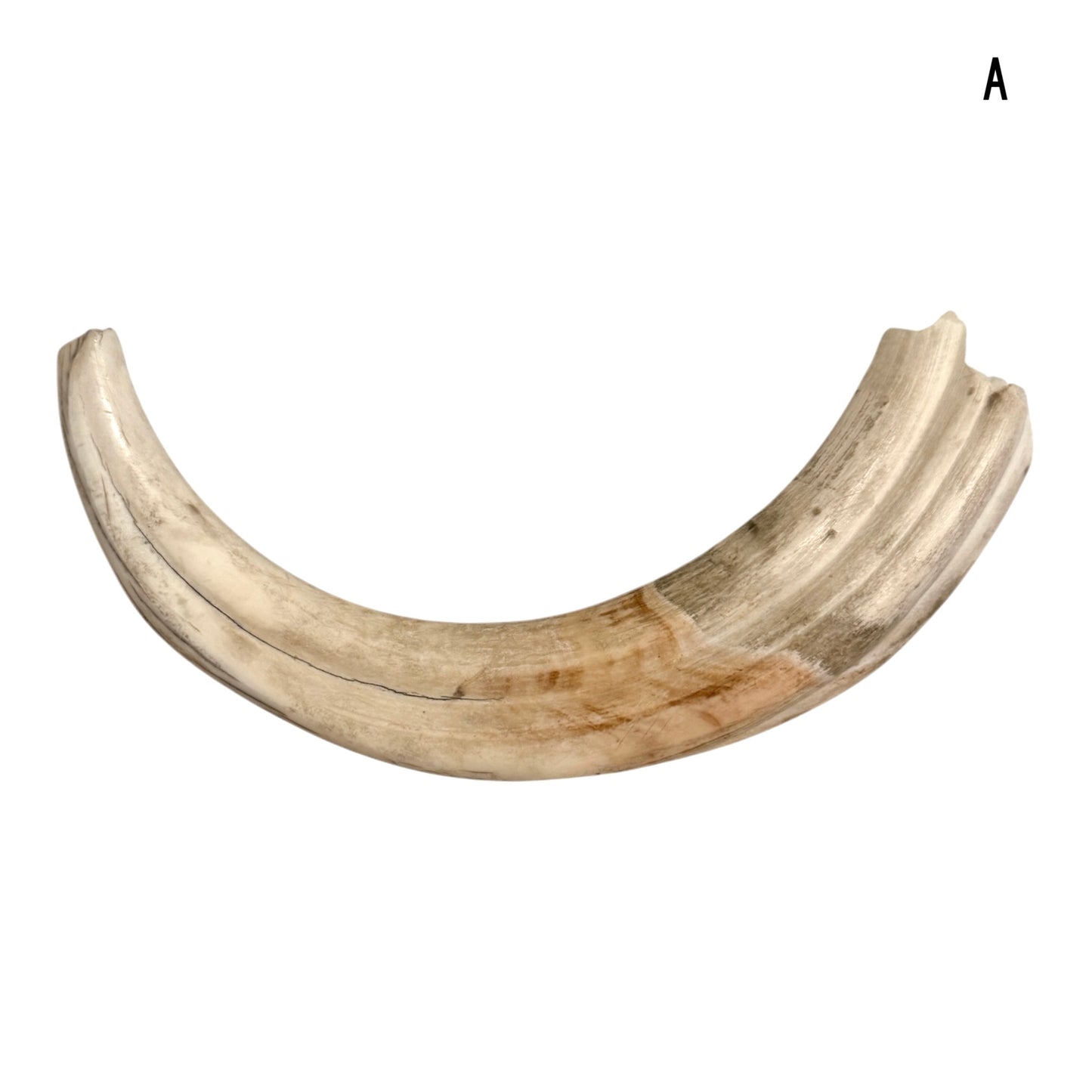 Warthog Tusk