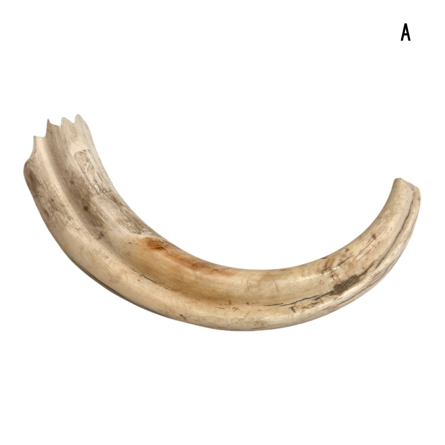 Warthog Tusk