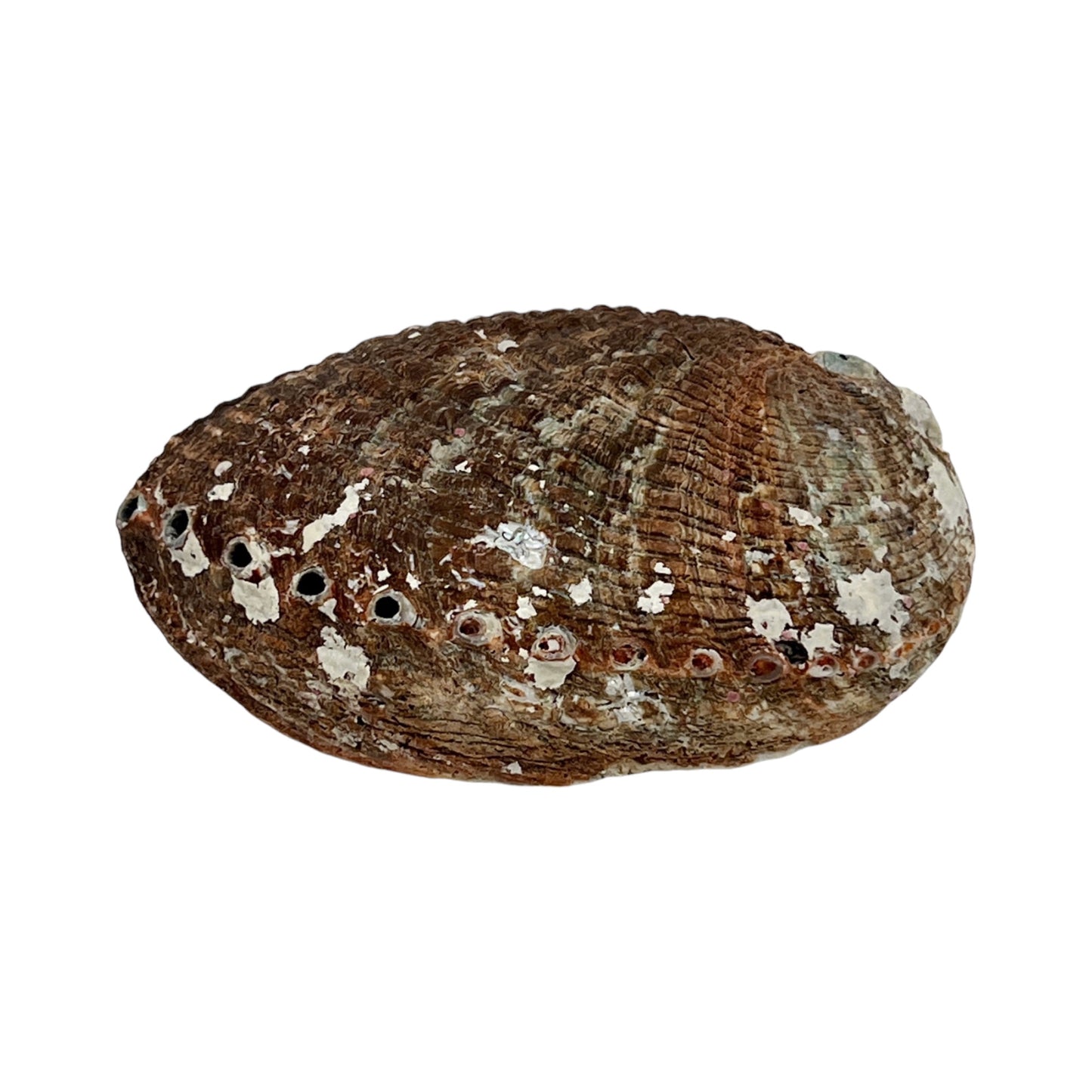Abalone (5-6" Green Abalone)