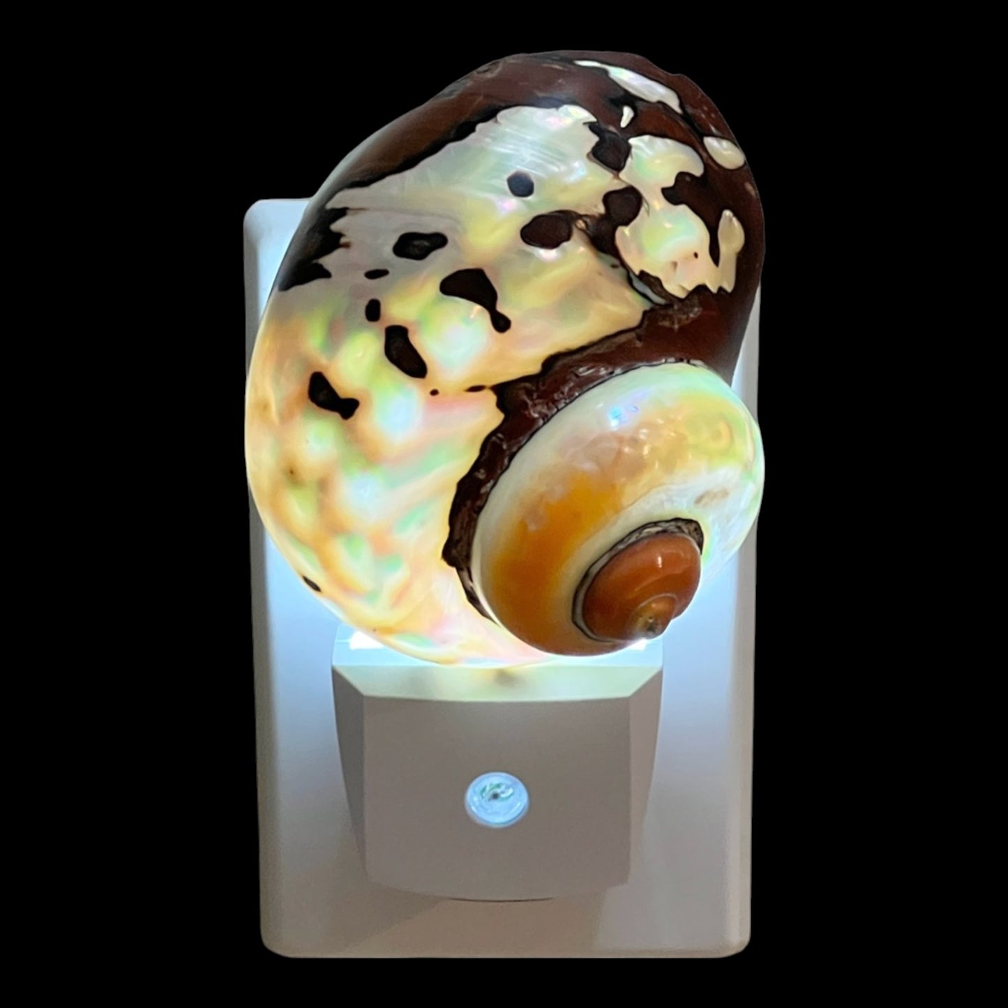 African Turbo Shell Night Light