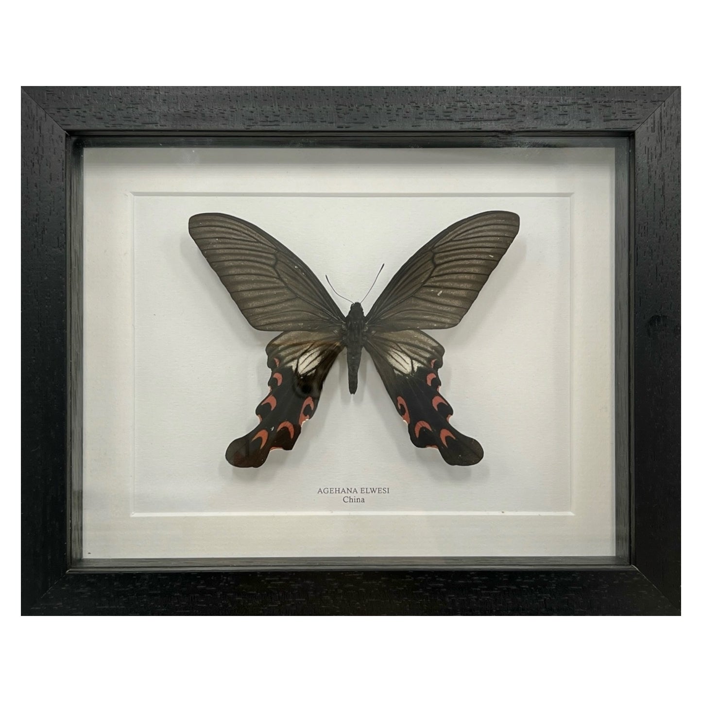 Agehana Elwesi Butterfly