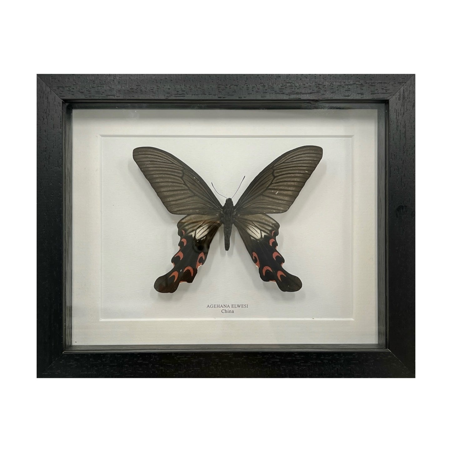 Agehana Elwesi Butterfly