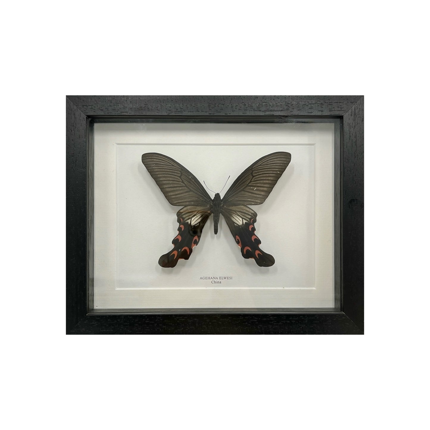 Agehana Elwesi Butterfly