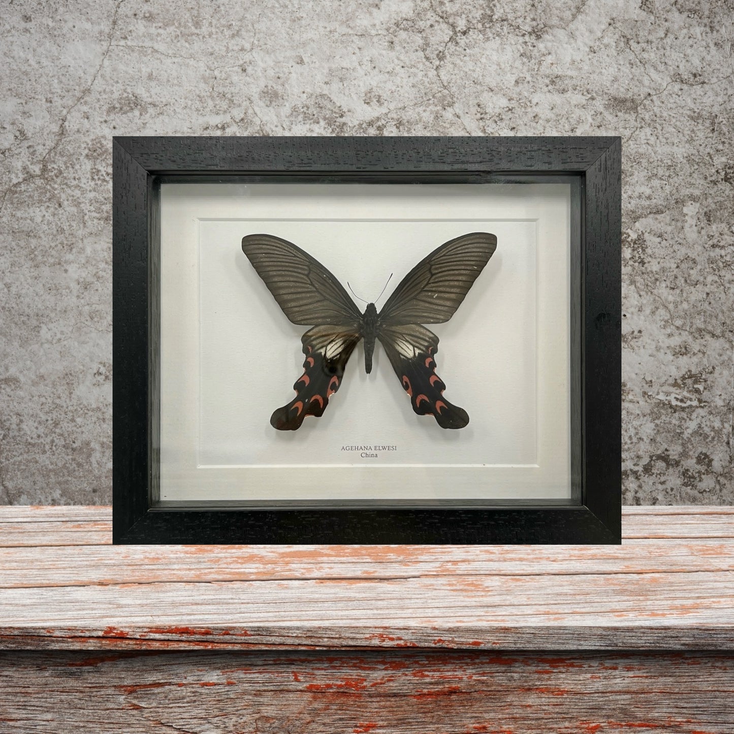Agehana Elwesi Butterfly