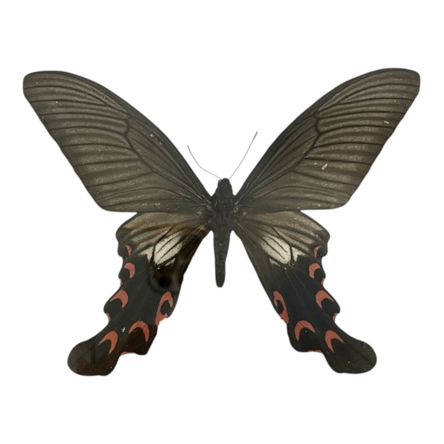 Agehana Elwesi Butterfly