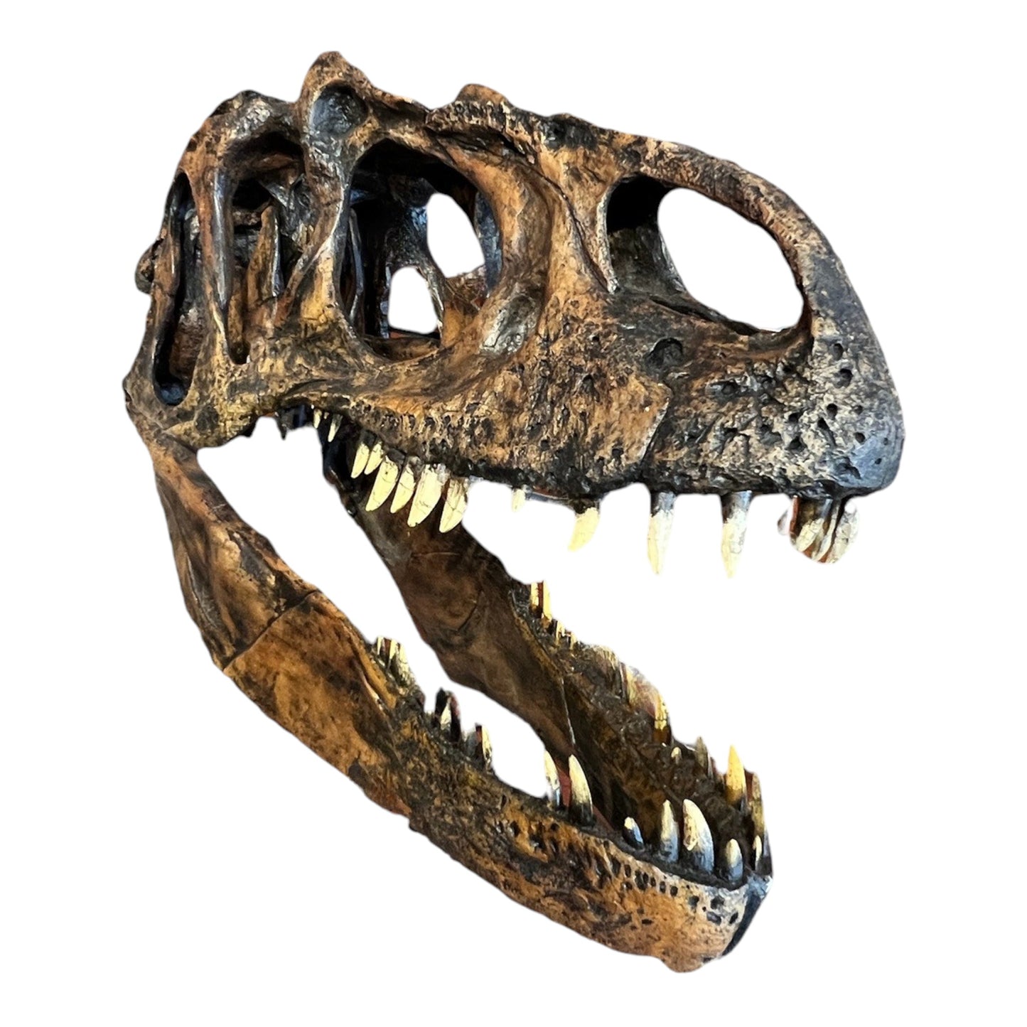 Skull Replica (Allosaurus + Stand)