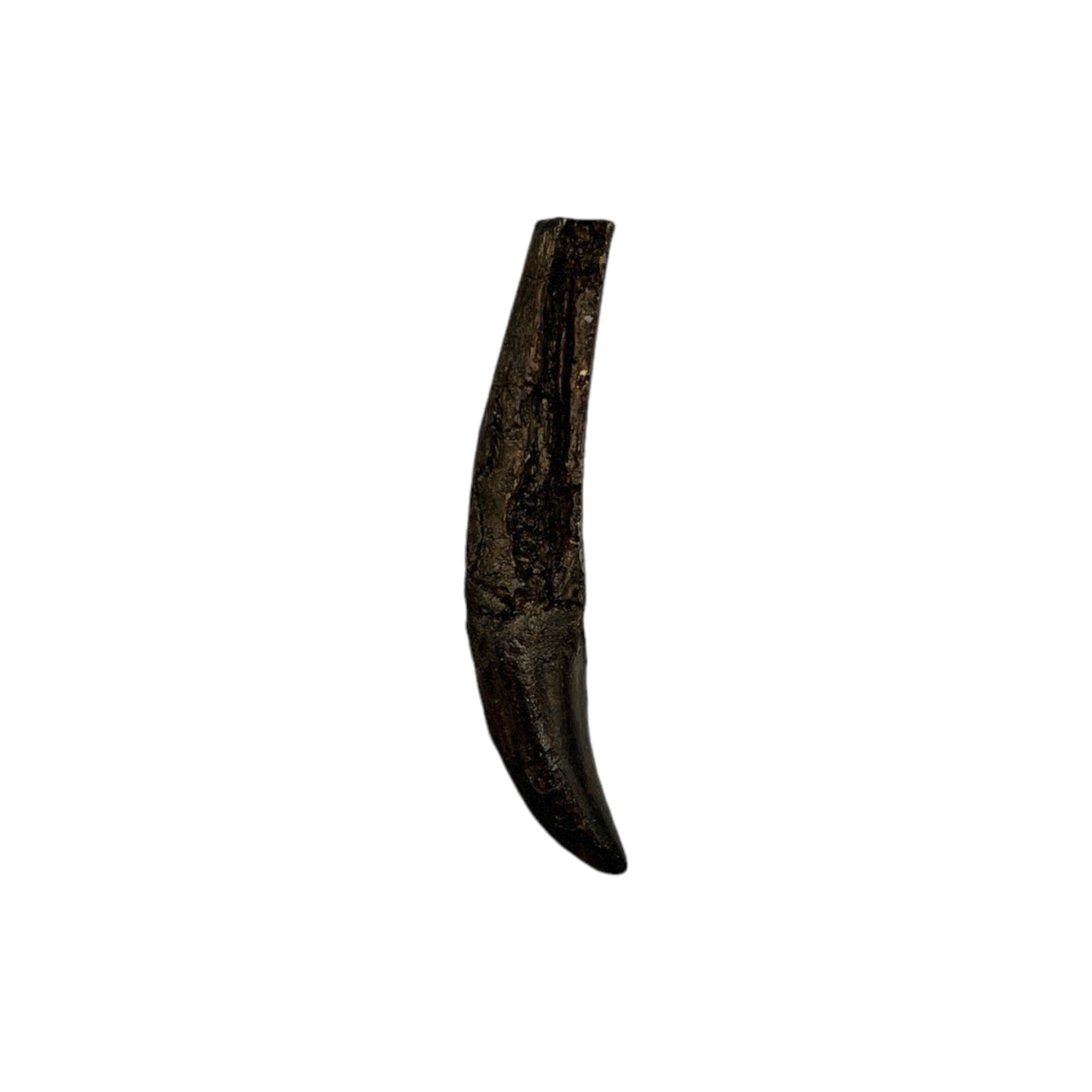Tooth Replica (Allosaurus)