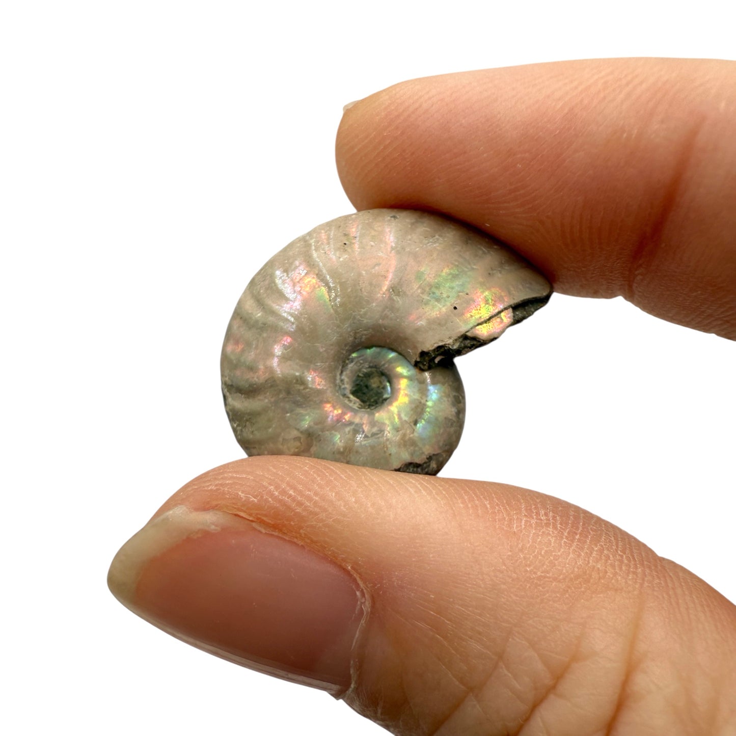 Ammonite (Iridescent)