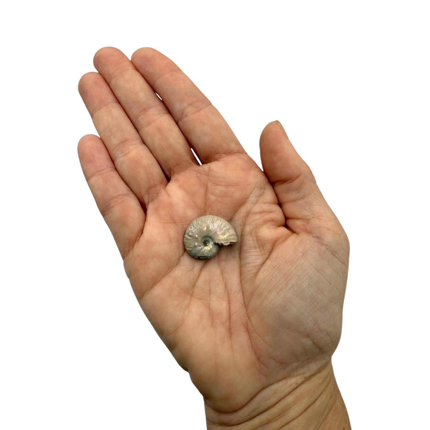 Ammonite (Iridescent)