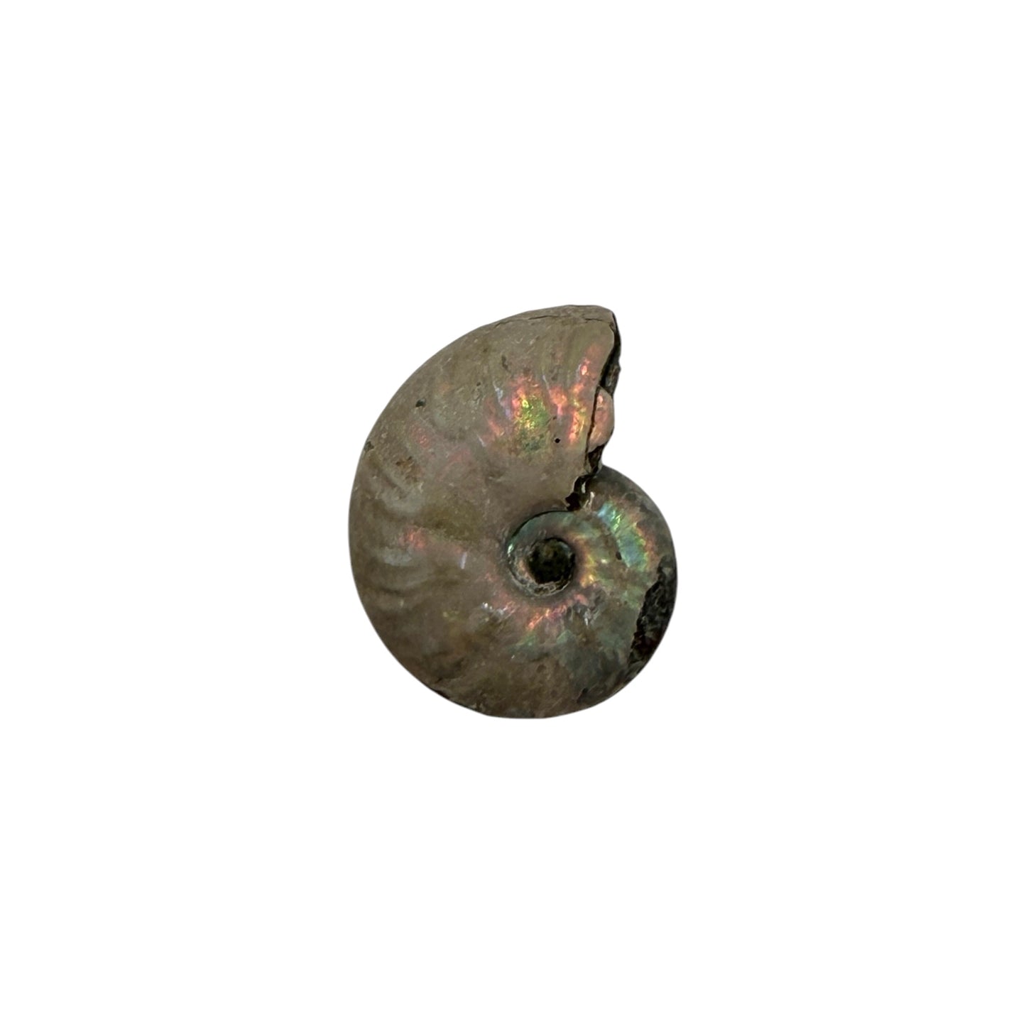Ammonite (Iridescent)