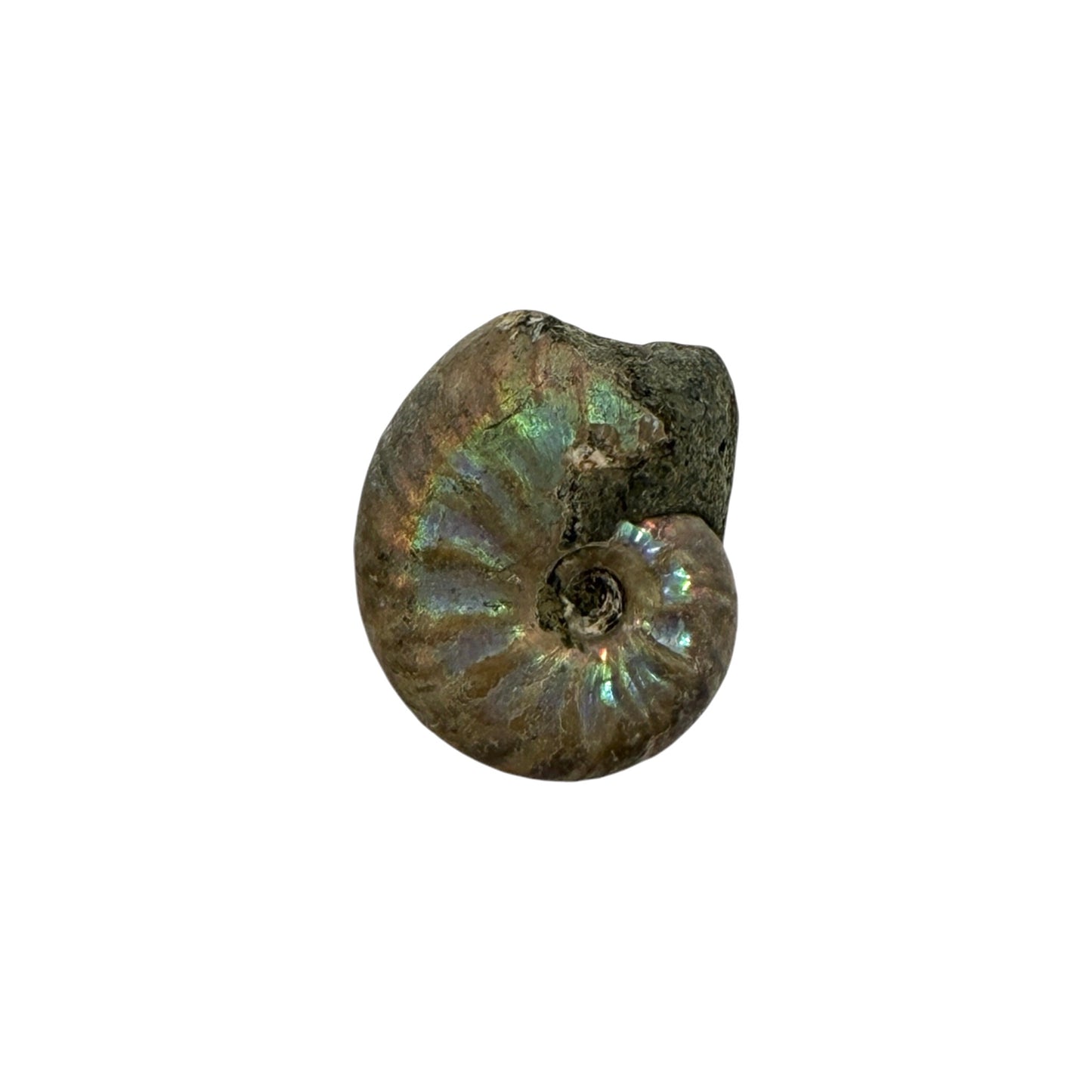 Ammonite (Iridescent)