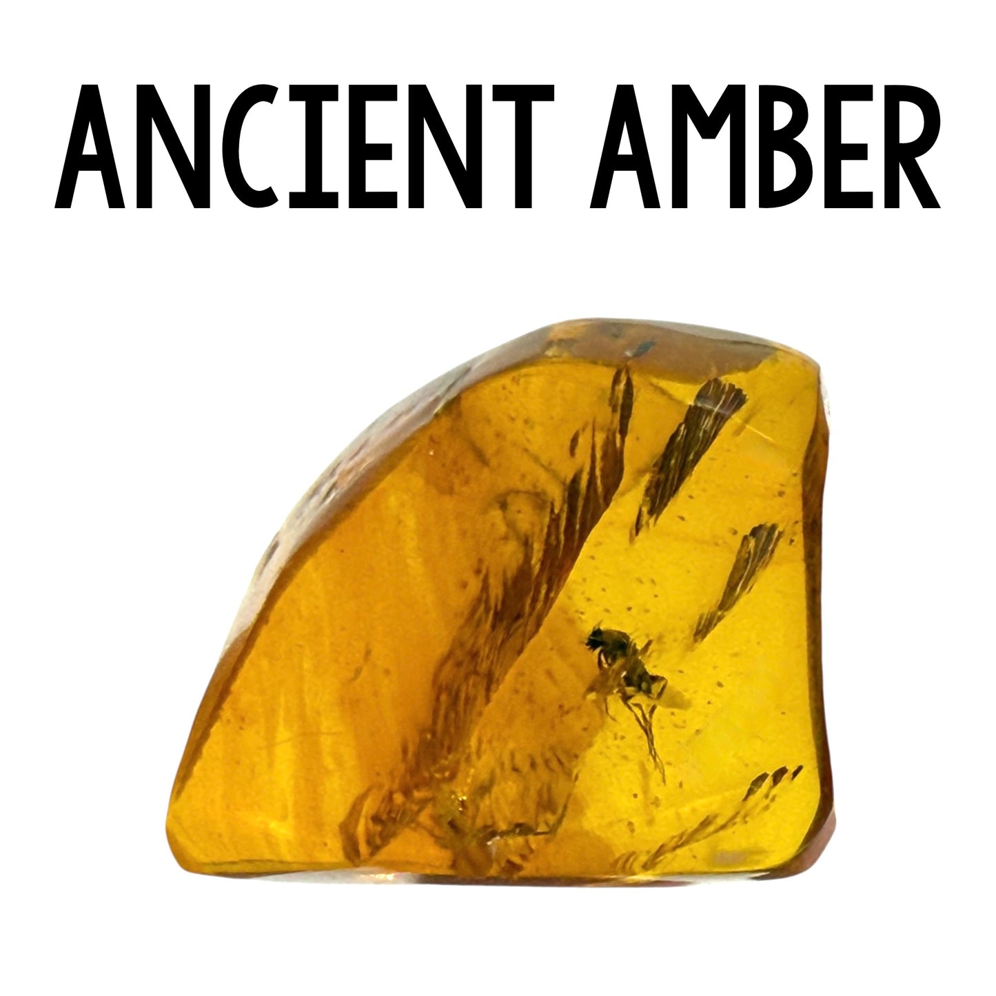 Ancient Amber Class