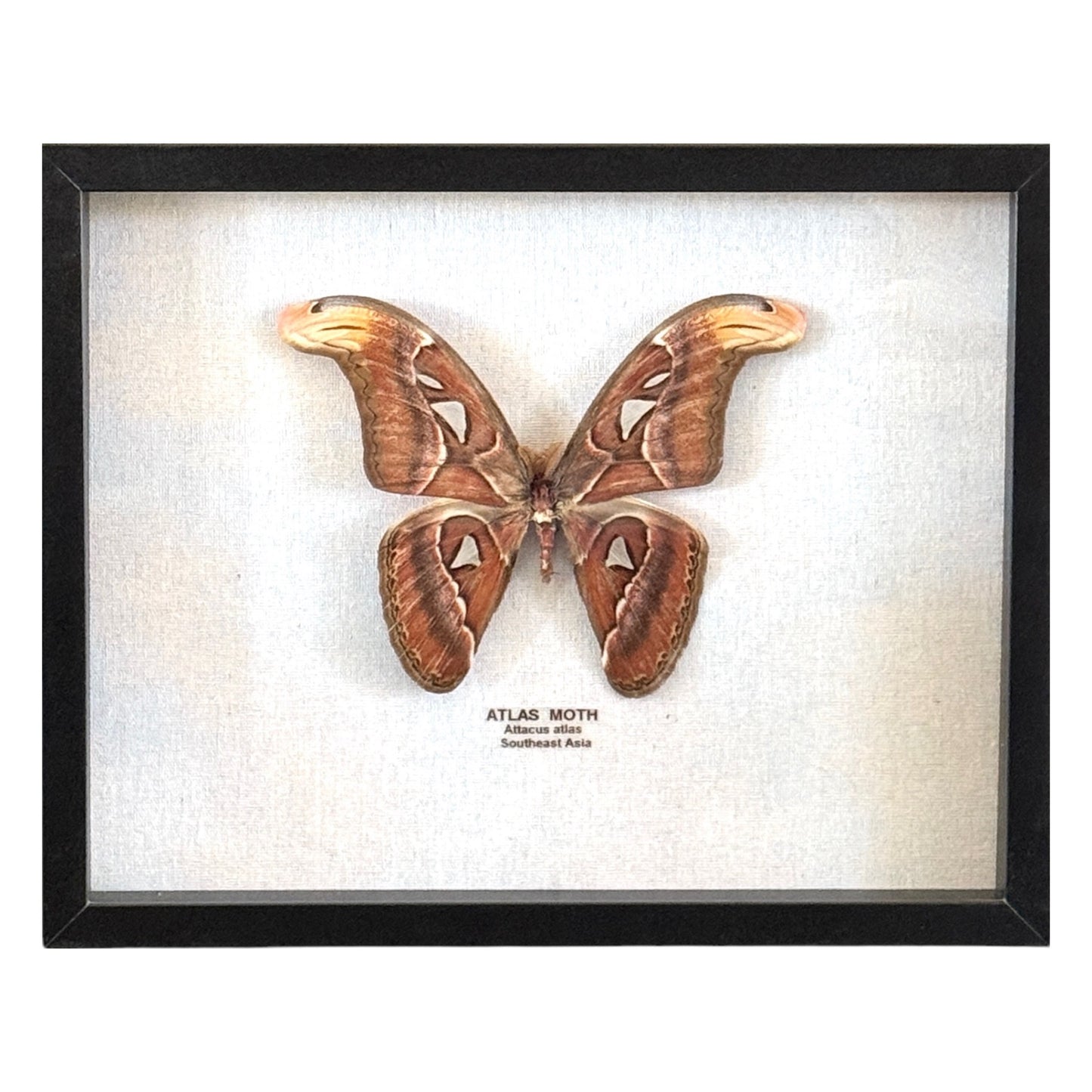 Atlas Moth