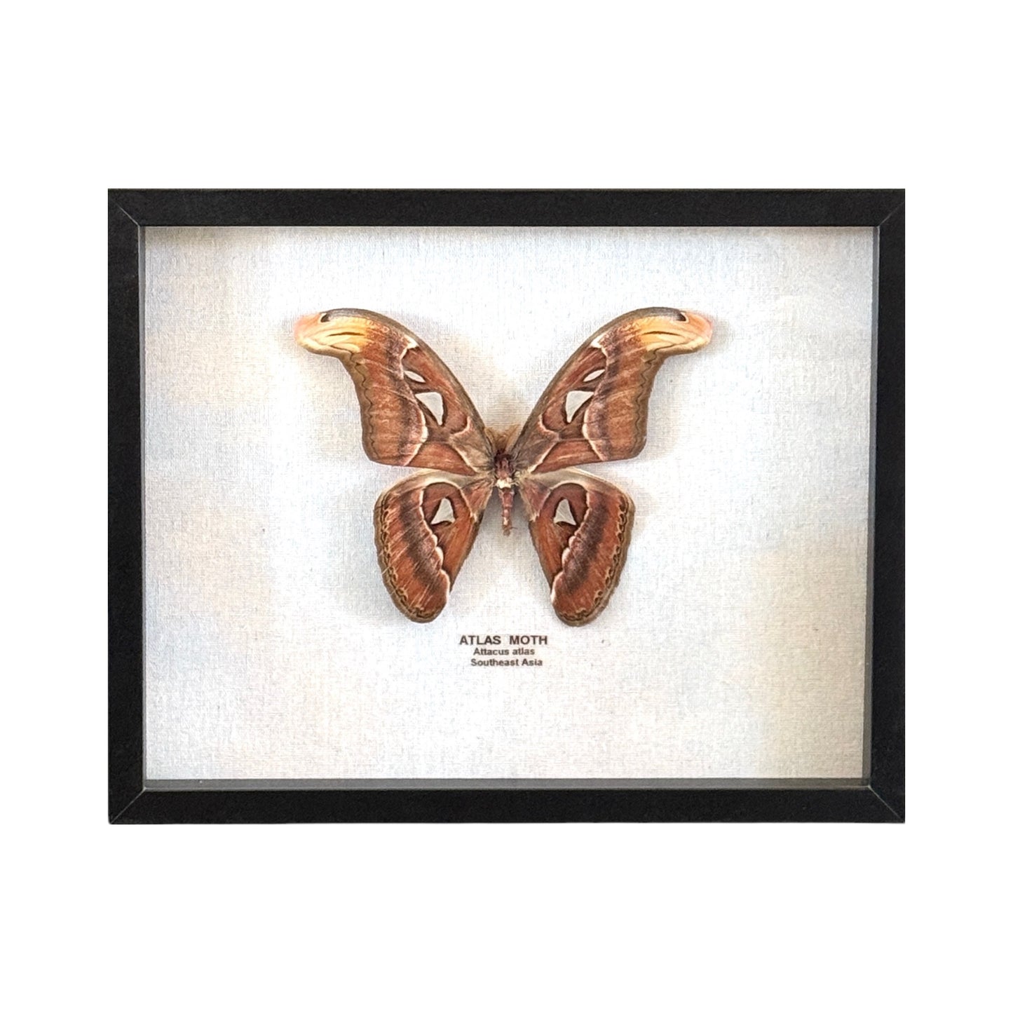 Atlas Moth