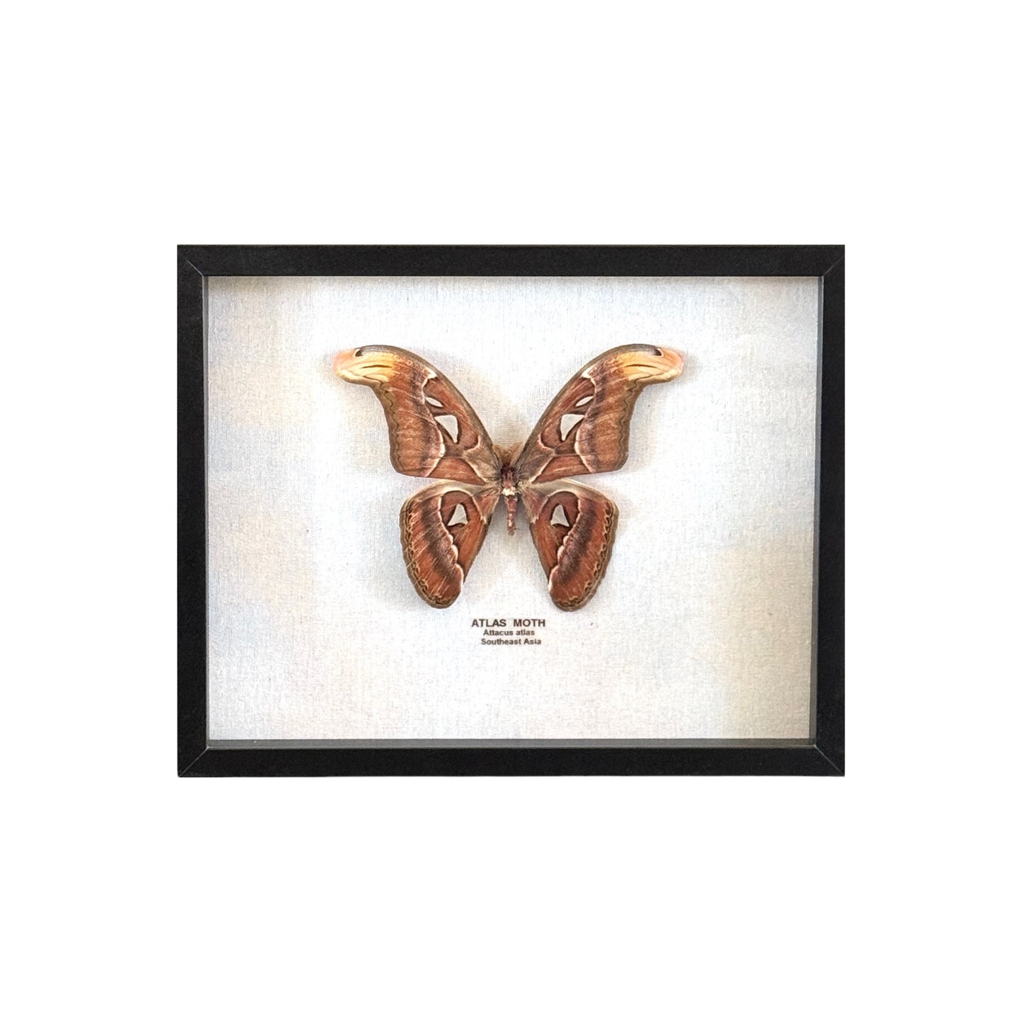 Atlas Moth