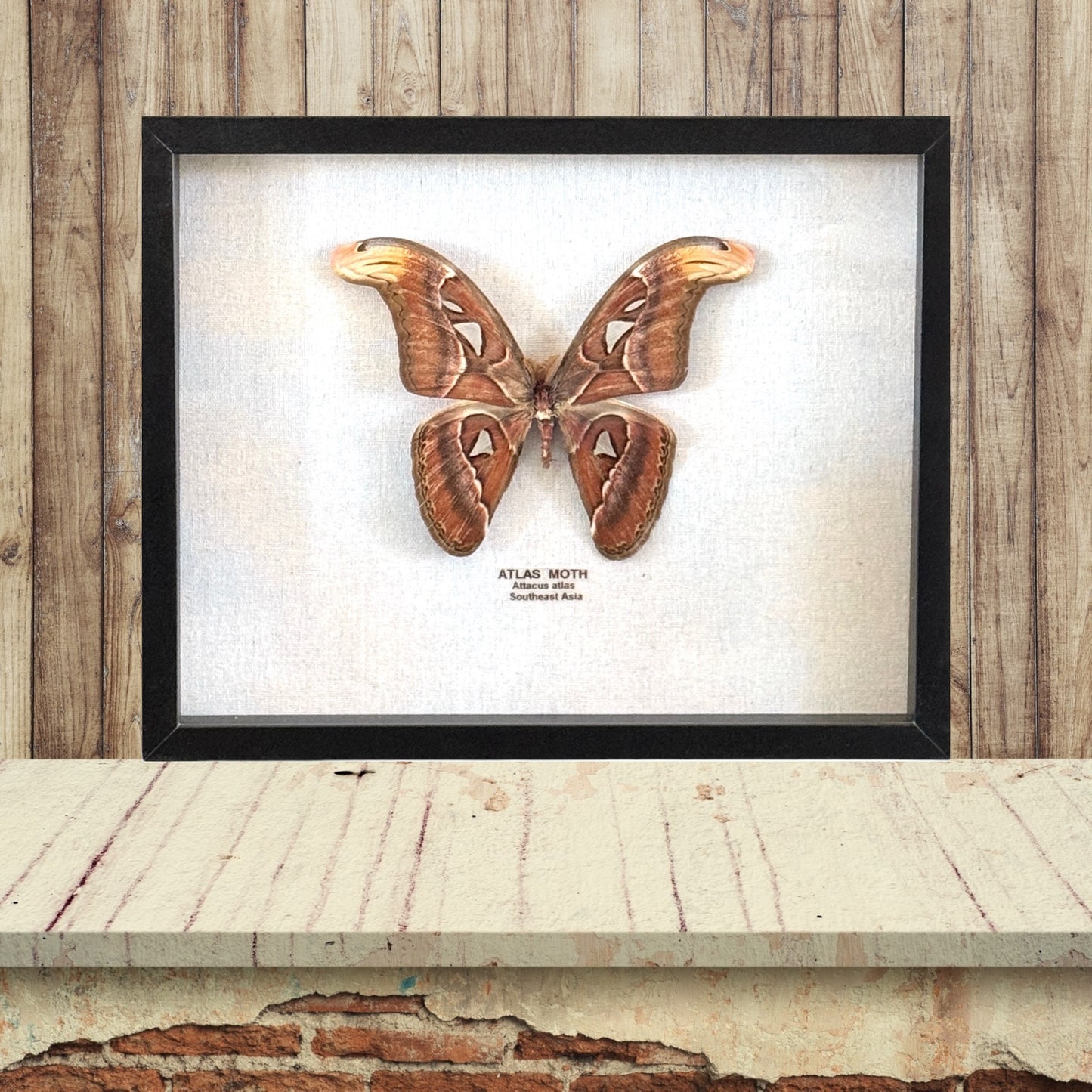 Atlas Moth