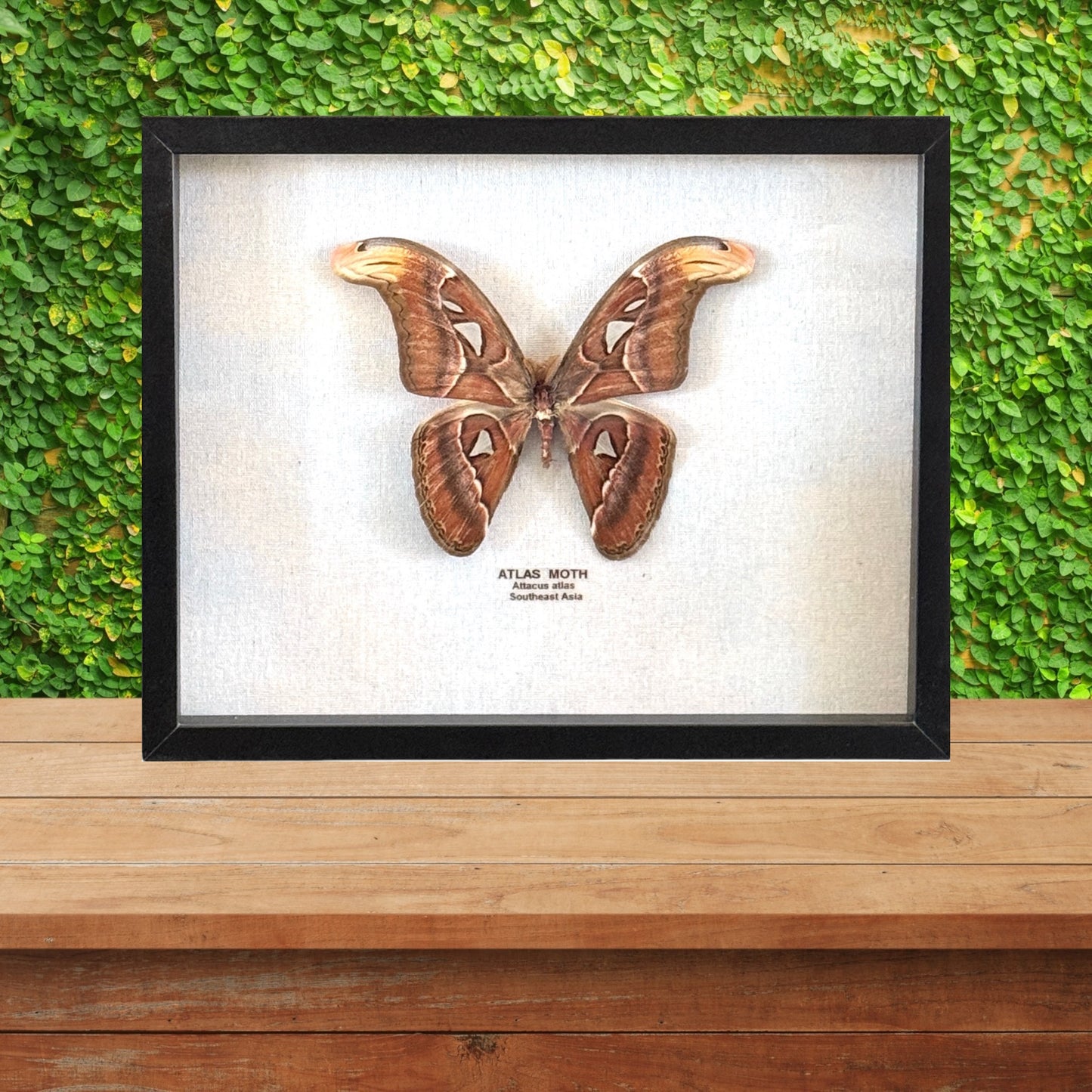 Atlas Moth