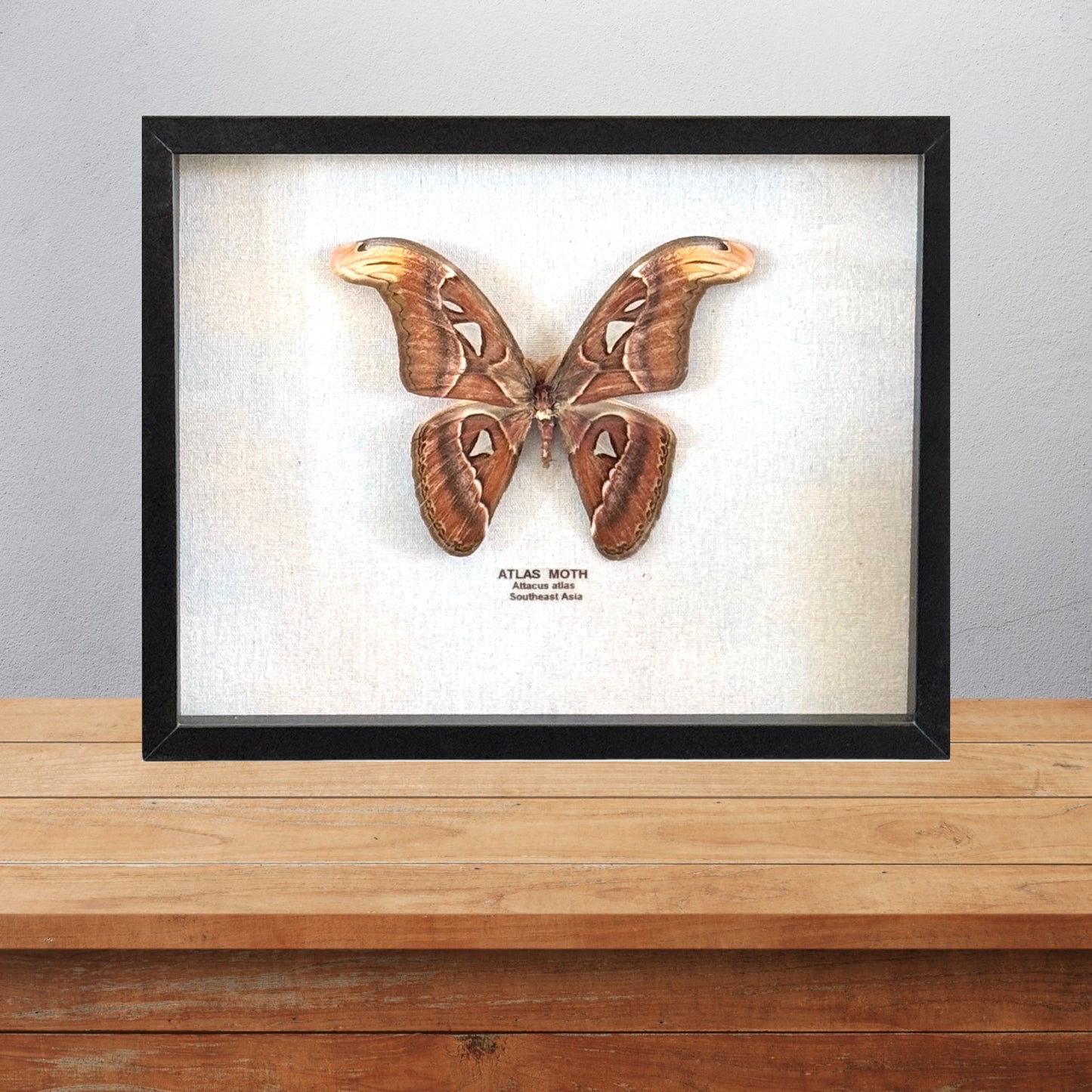 Atlas Moth