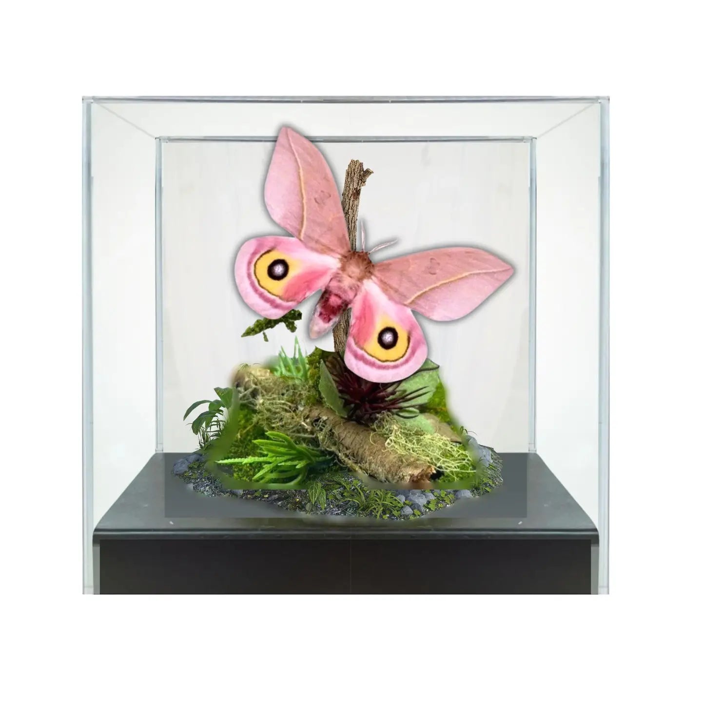 Automeris Moth Diorama