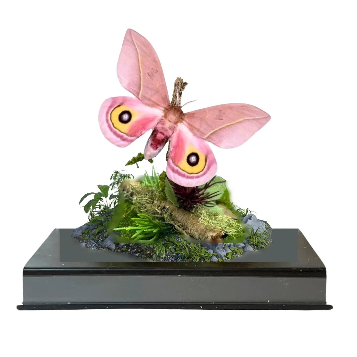Automeris Moth Diorama