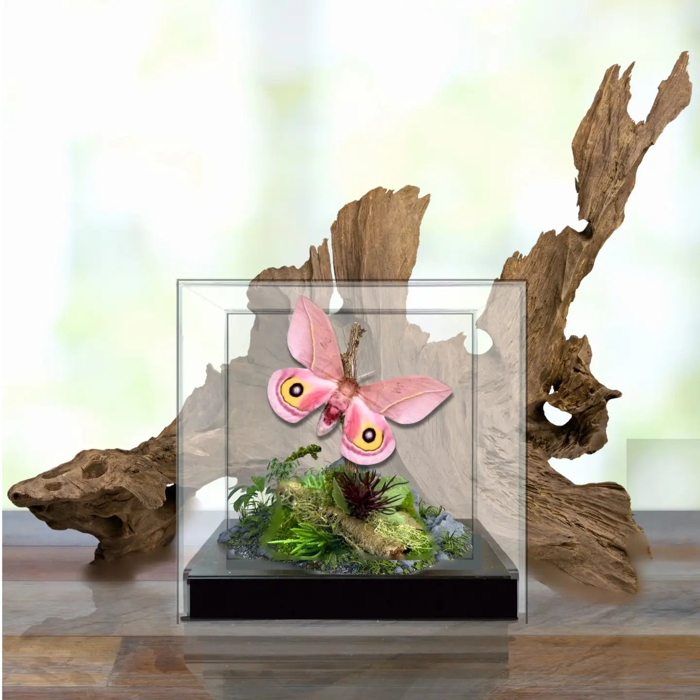 Automeris Moth Diorama