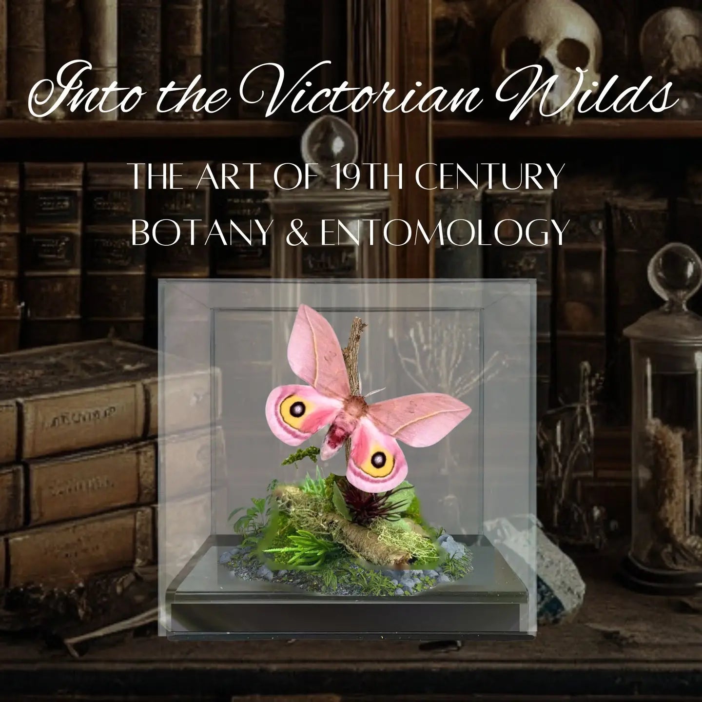 Automeris Moth Diorama