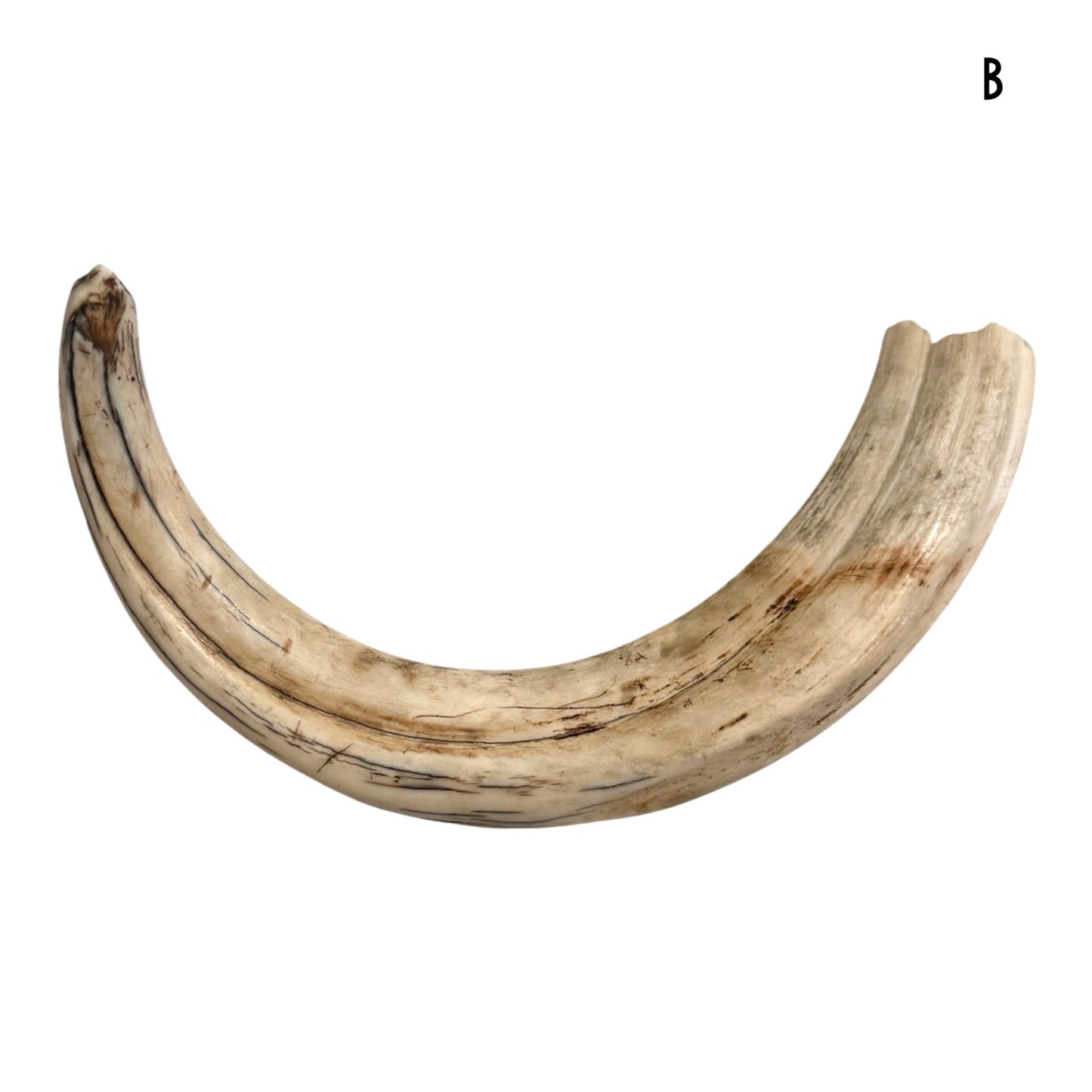 Warthog Tusk