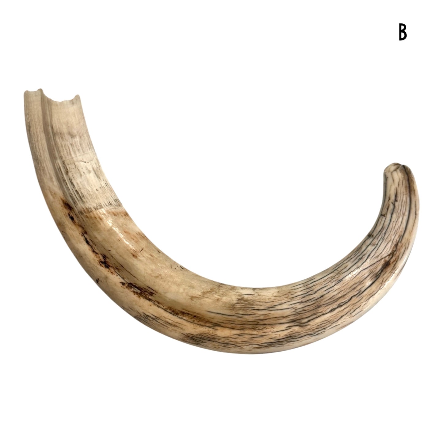 Warthog Tusk