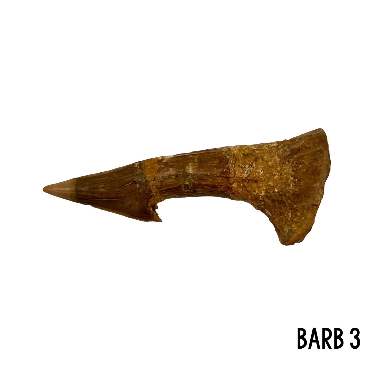 Fossil Sawfish Barb