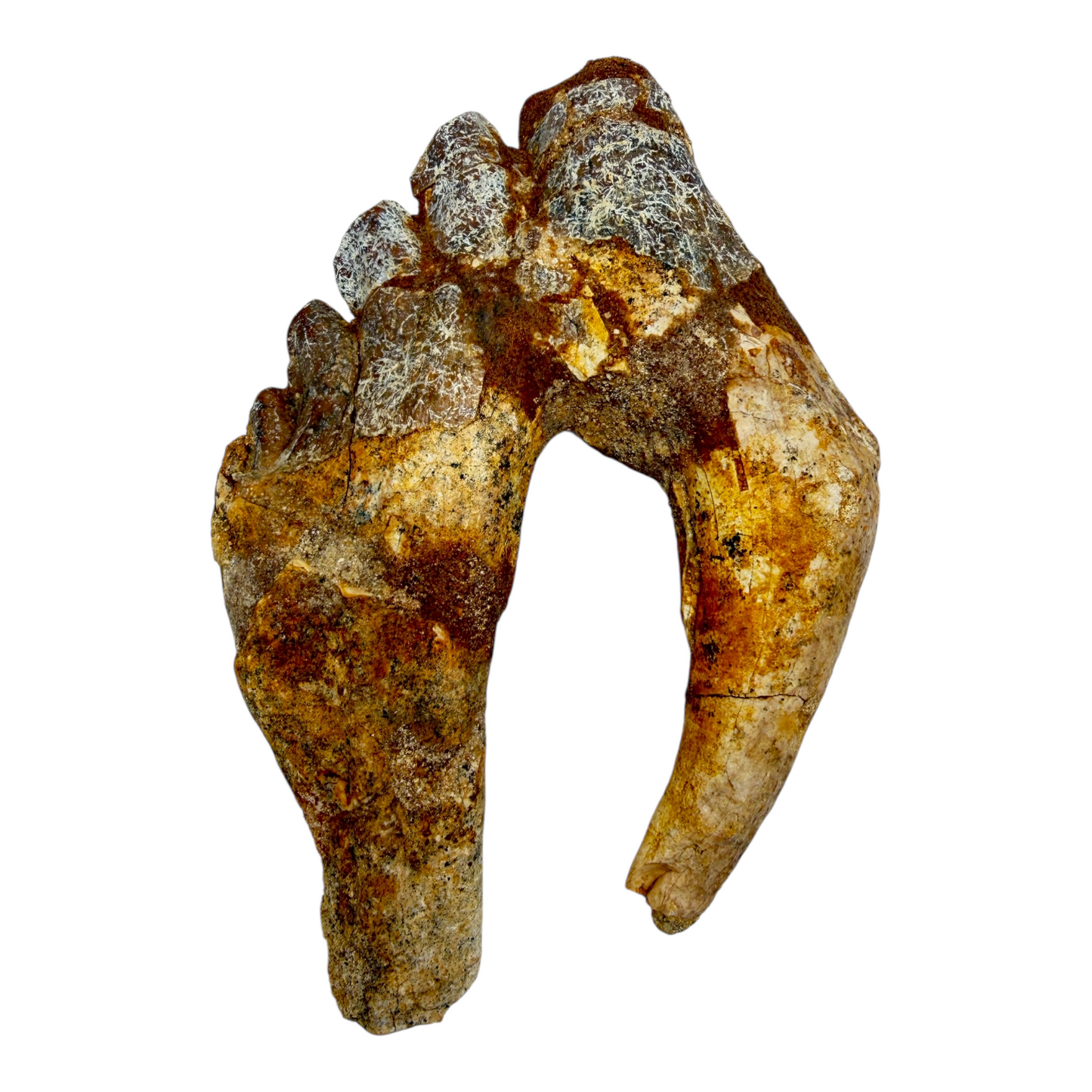 Basilosaurus Tooth Fossil