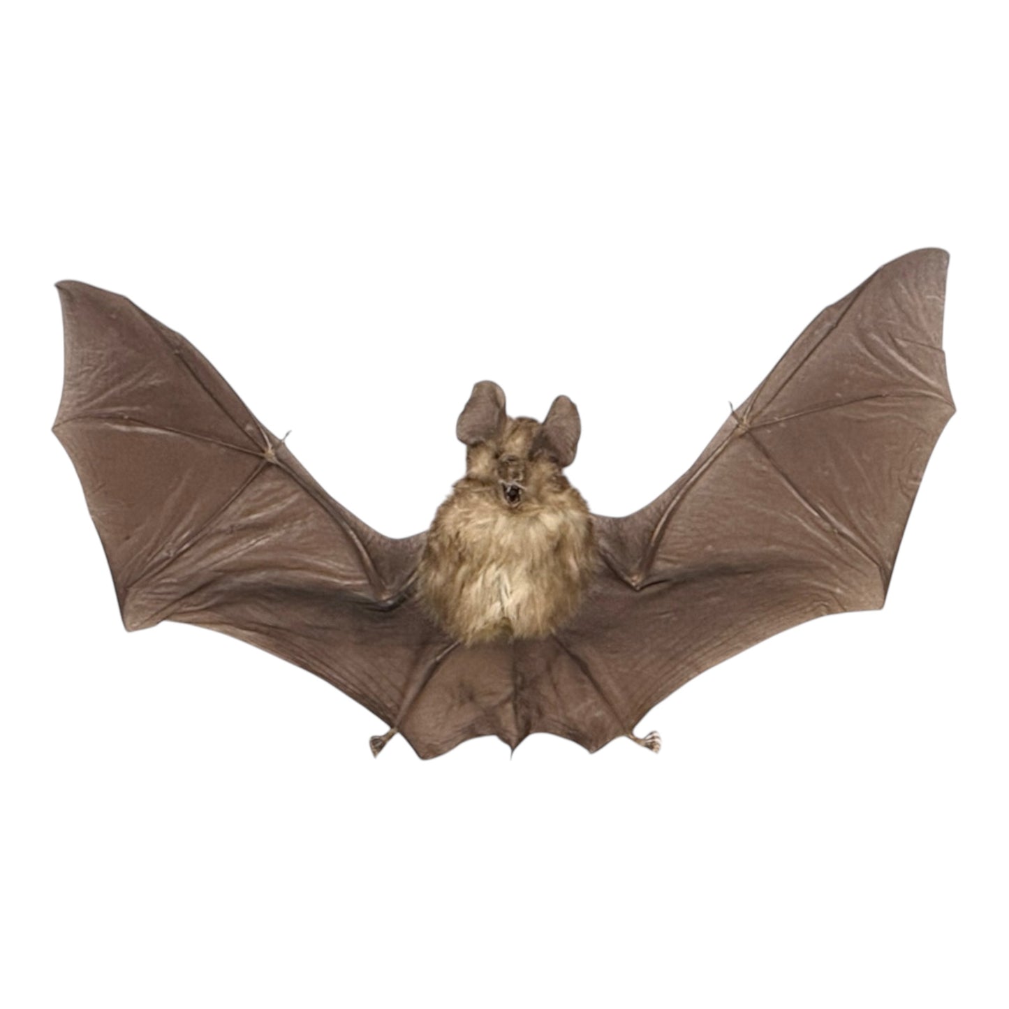 Horseshoe Bat in Frame