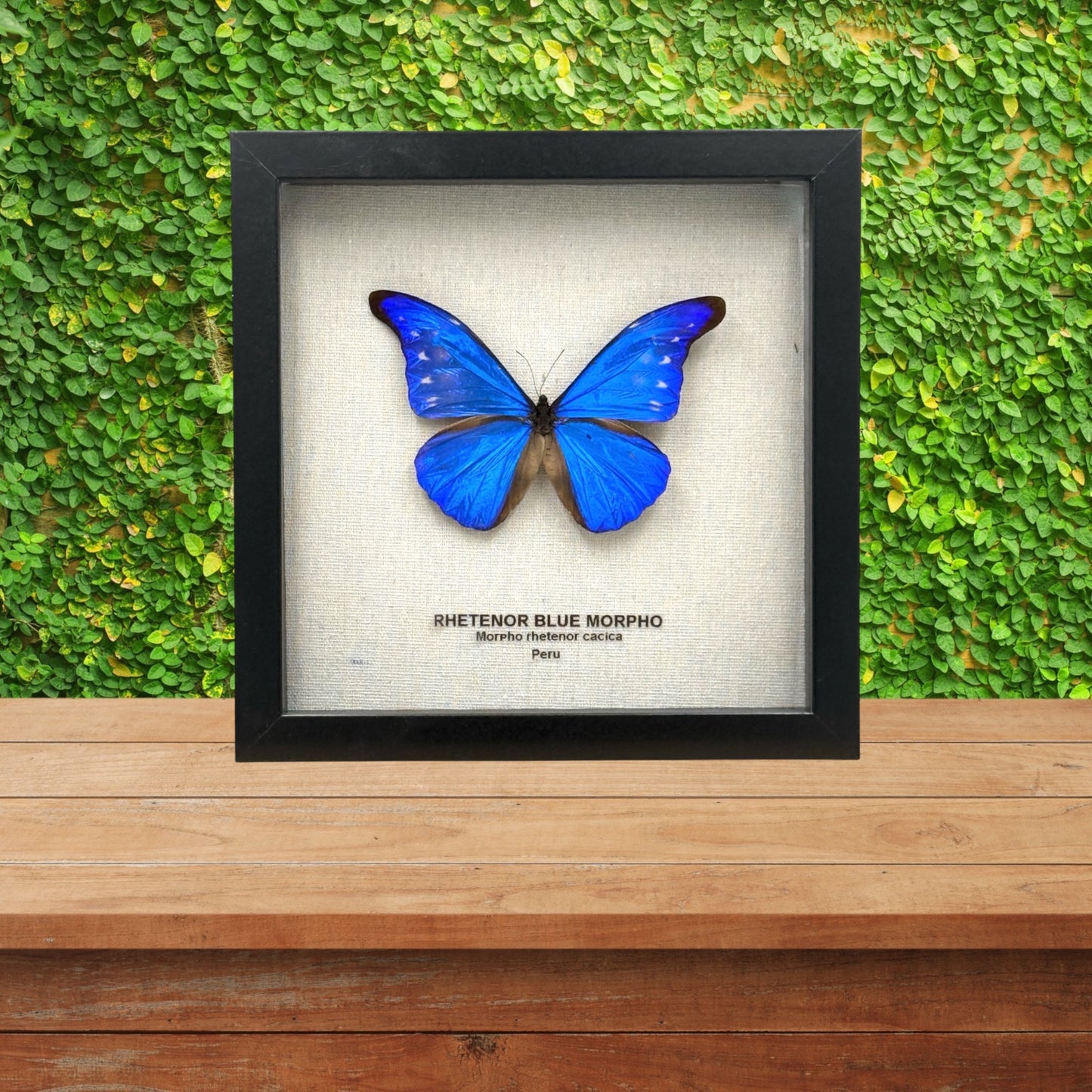 Rhetenor Blue Morpho Butterfly