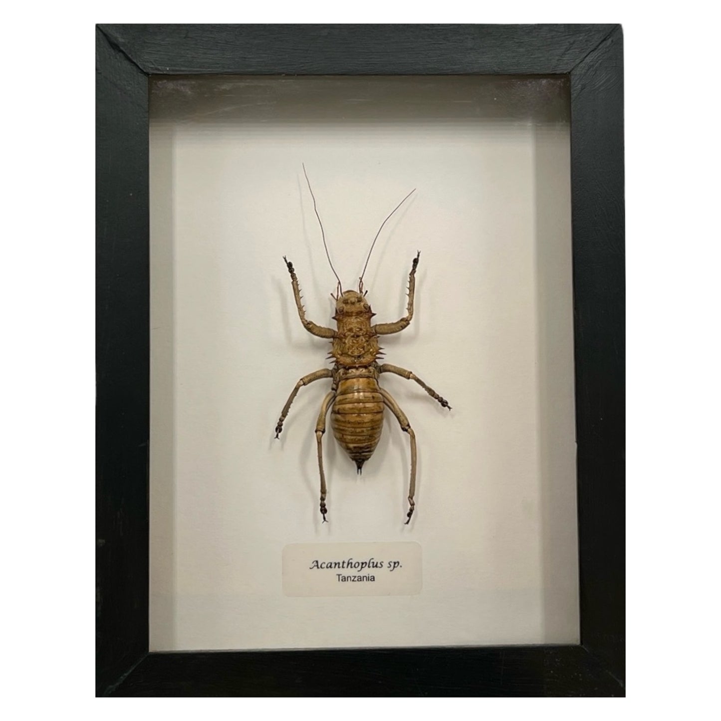 Armored Bush Cricket