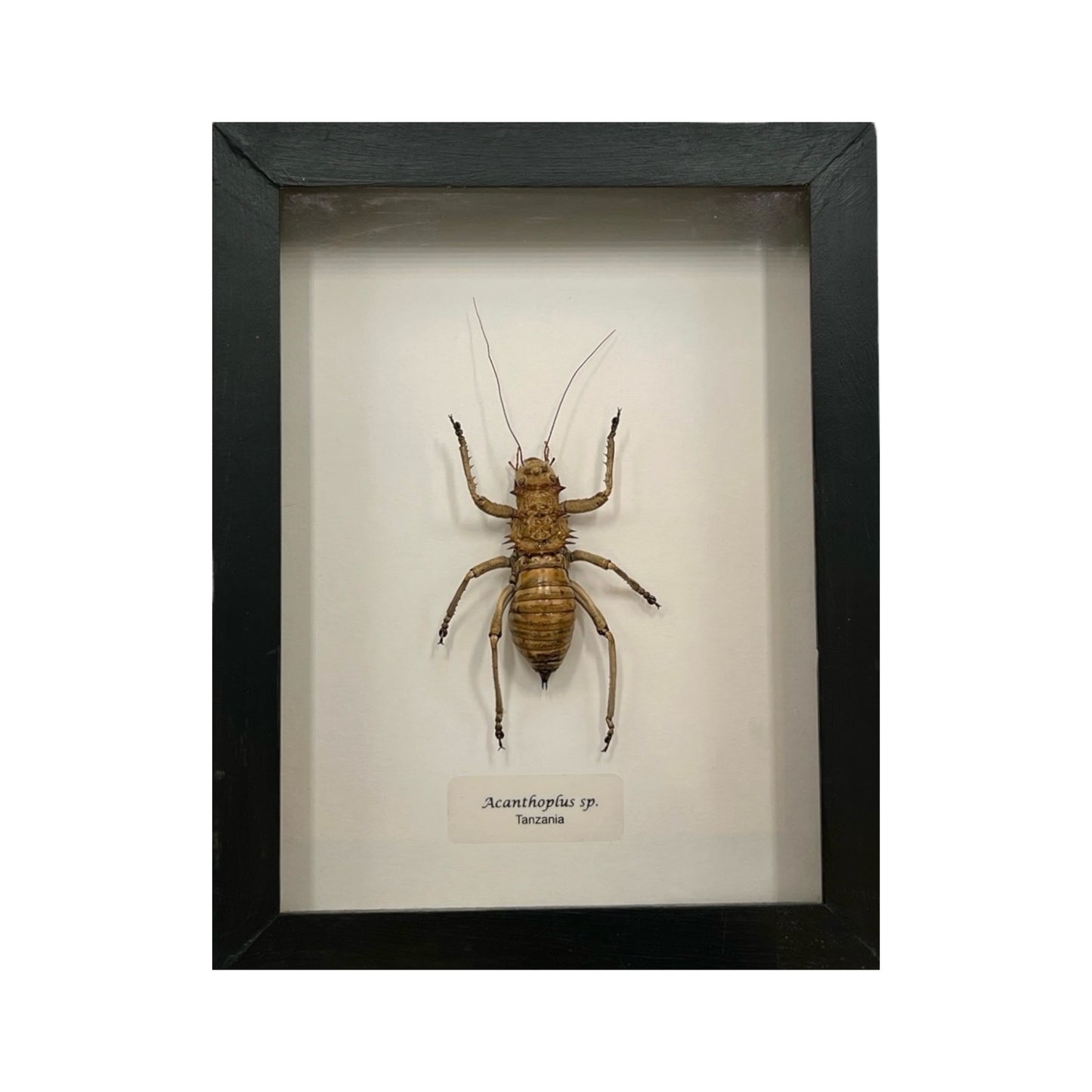 Armored Bush Cricket