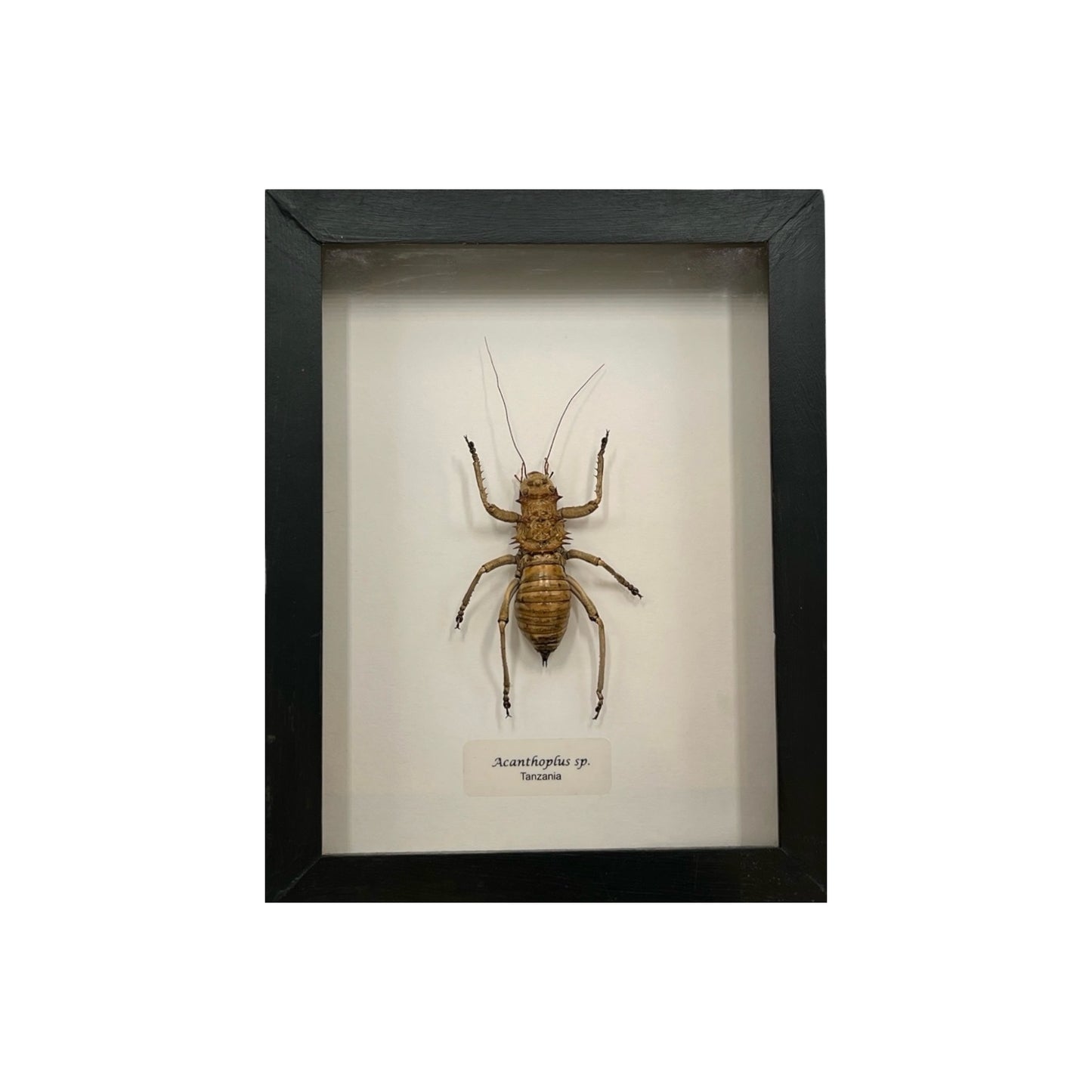 Armored Bush Cricket