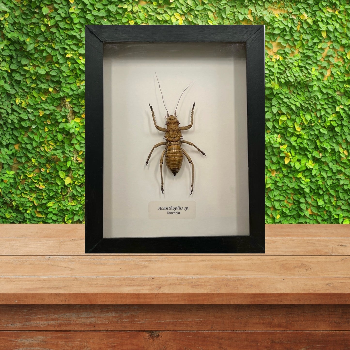 Armored Bush Cricket
