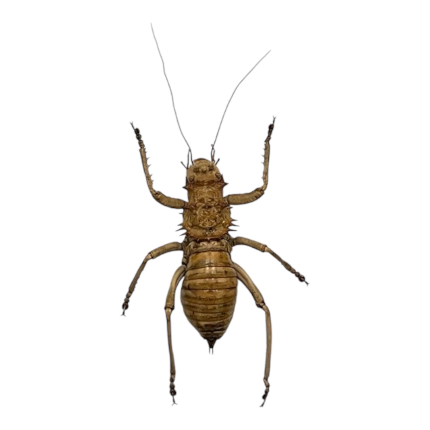 Armored Bush Cricket
