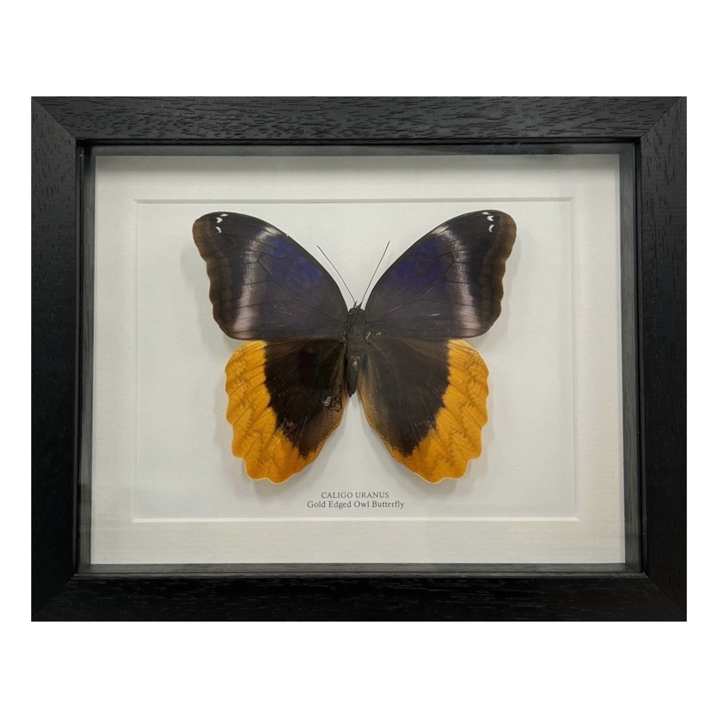 Gold Edged Owl Butterfly
