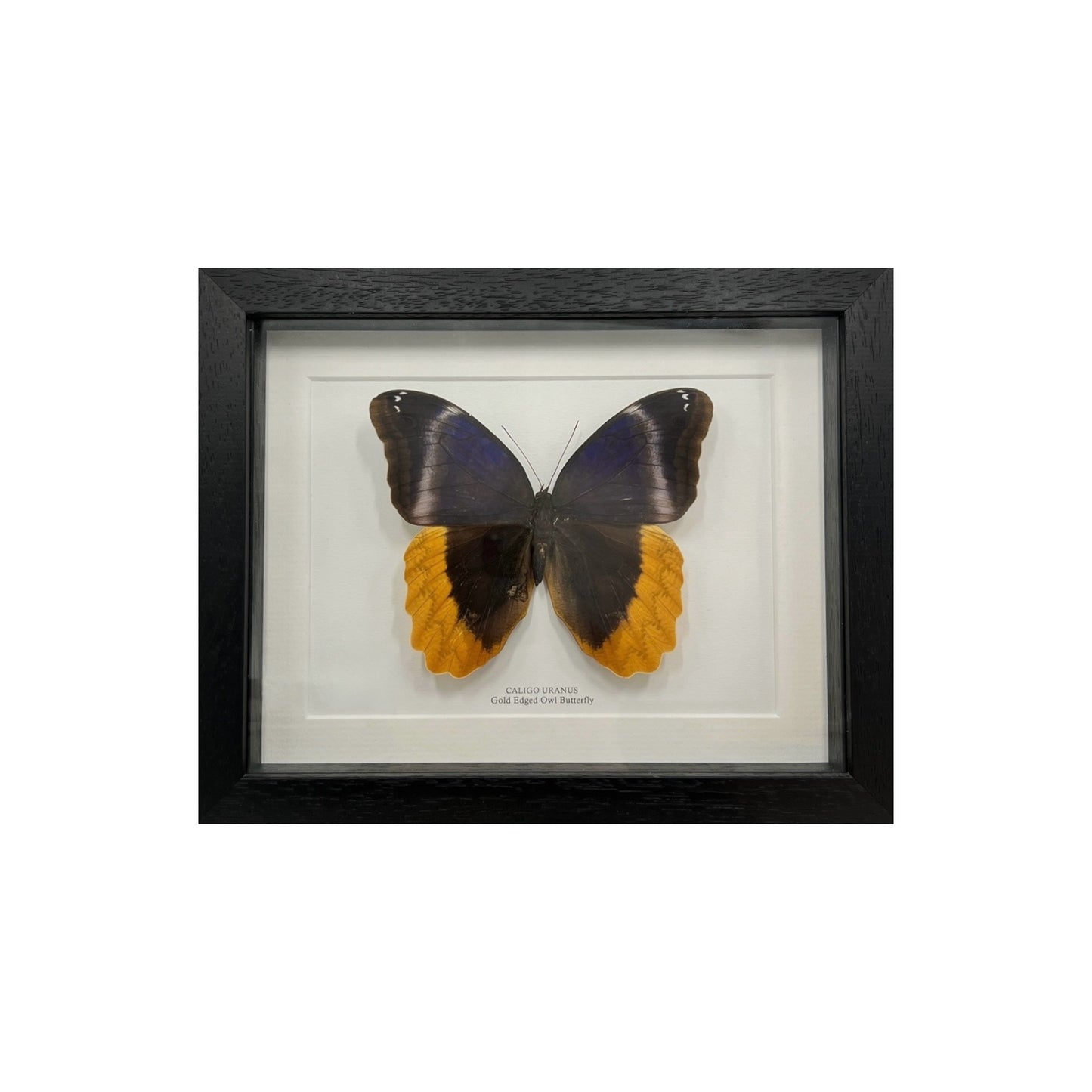 Gold Edged Owl Butterfly